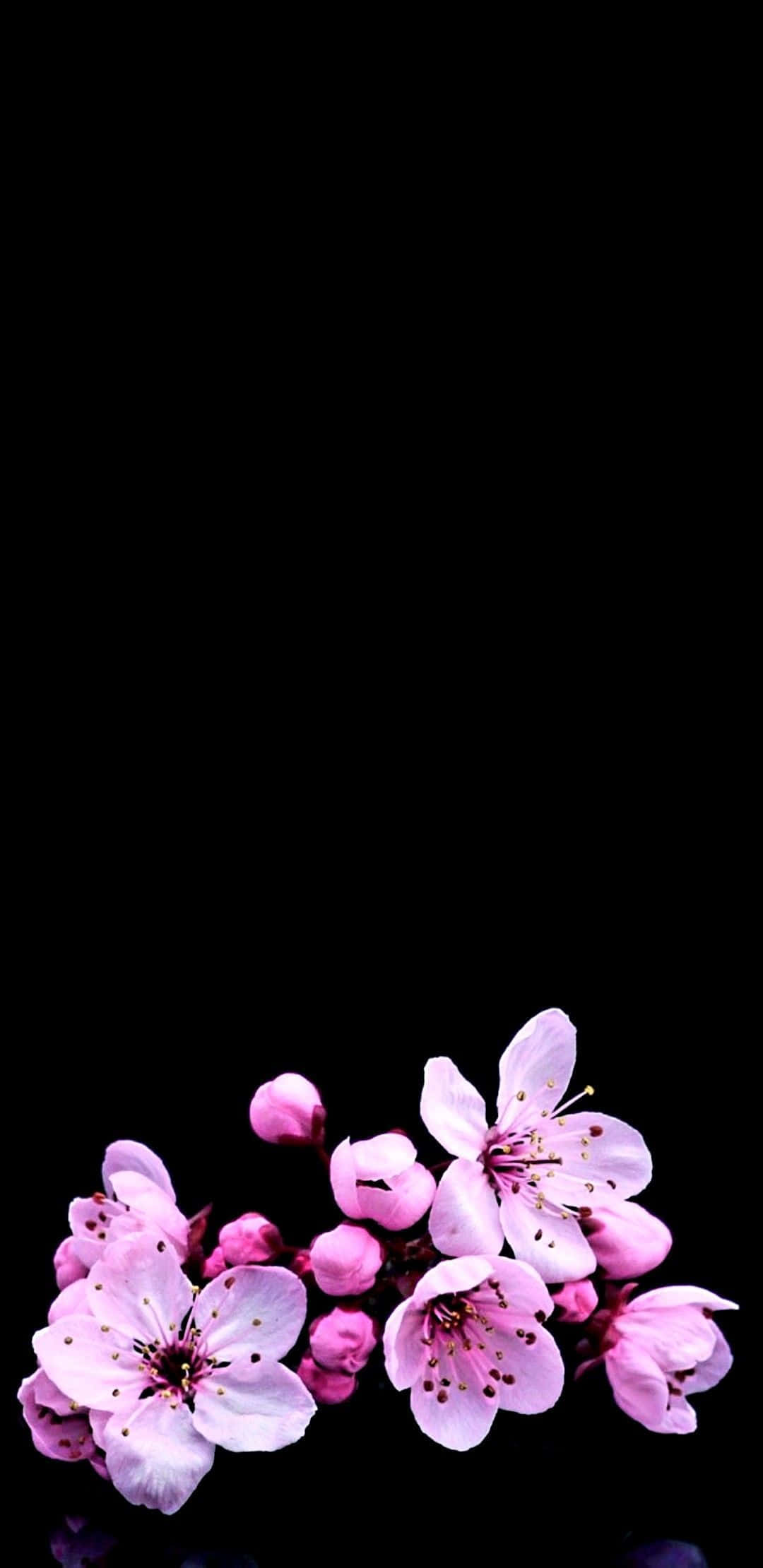Dark Cherry Blossom, black background, pink cherry blossoms, Full HD Phone Wallpaper