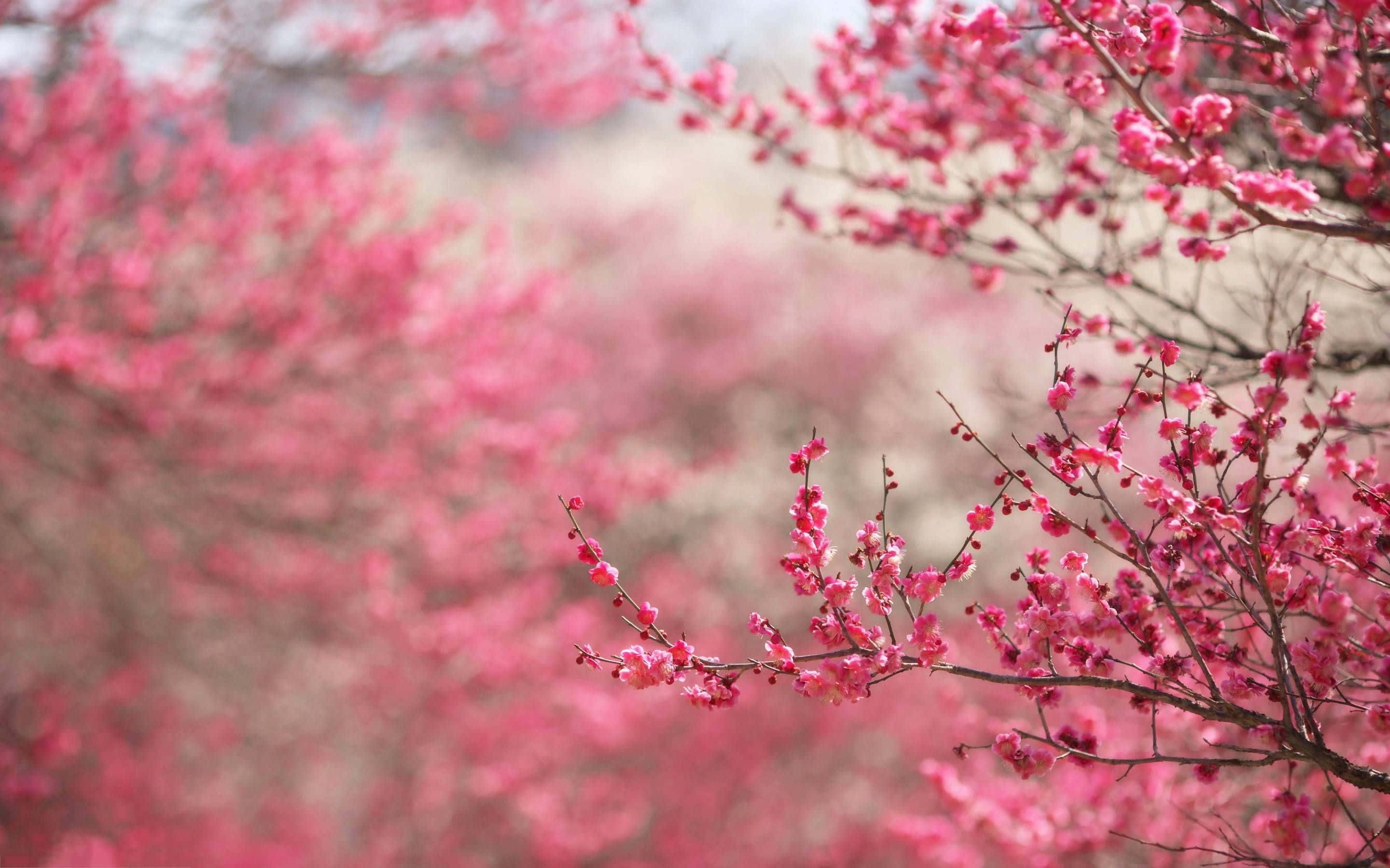 Dark Cherry Blossom, vibrant pink cherry blossoms, slender branches, 2K Desktop Wallpaper