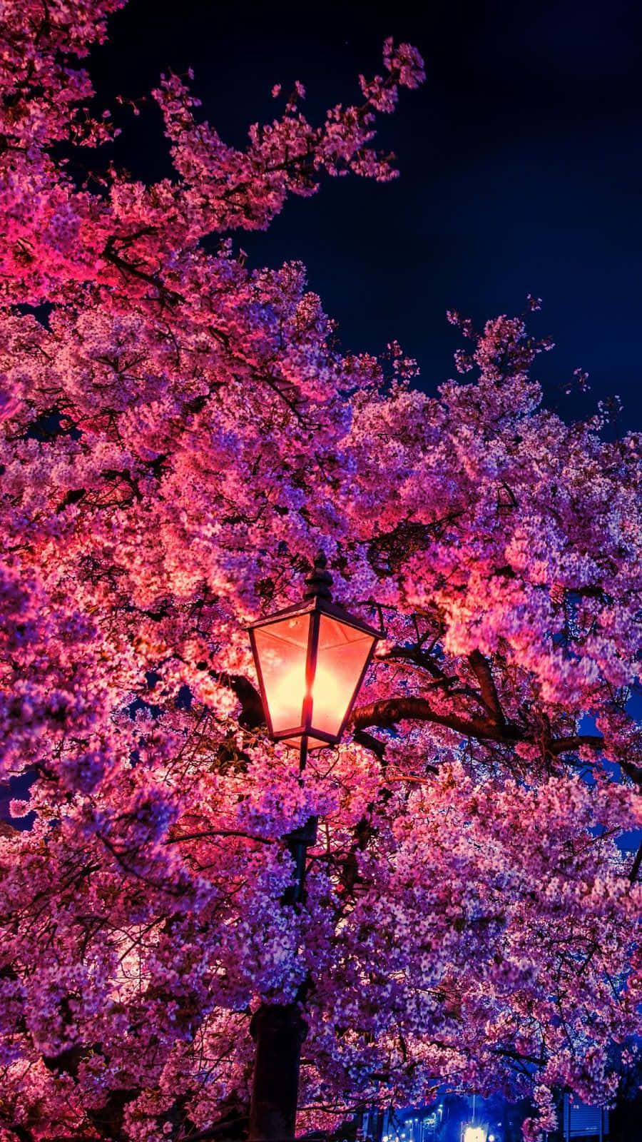Dark Cherry Blossom, post lamp, glowing lantern, HD Phone Wallpaper