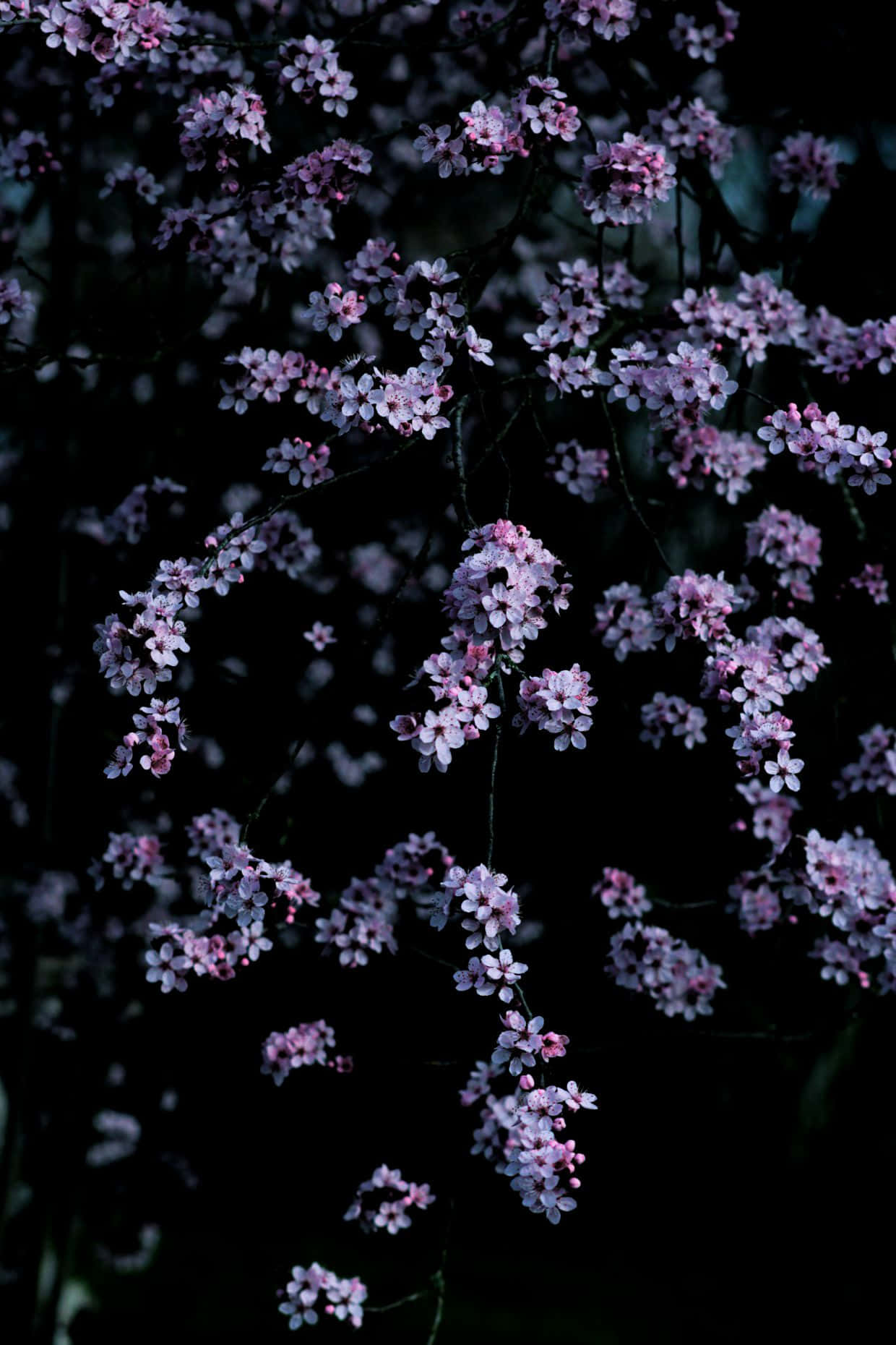 dark cherry blossom, starlit sky, delicate pink cherry blossoms, HD Phone Wallpaper