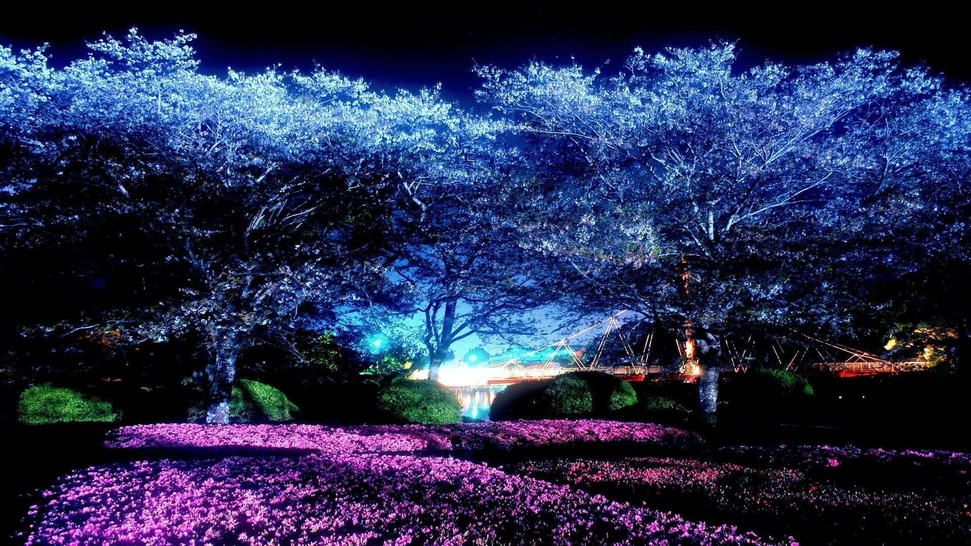 Dark Cherry Blossom, cherry blossom trees, blue lights, Full HD Desktop Wallpaper