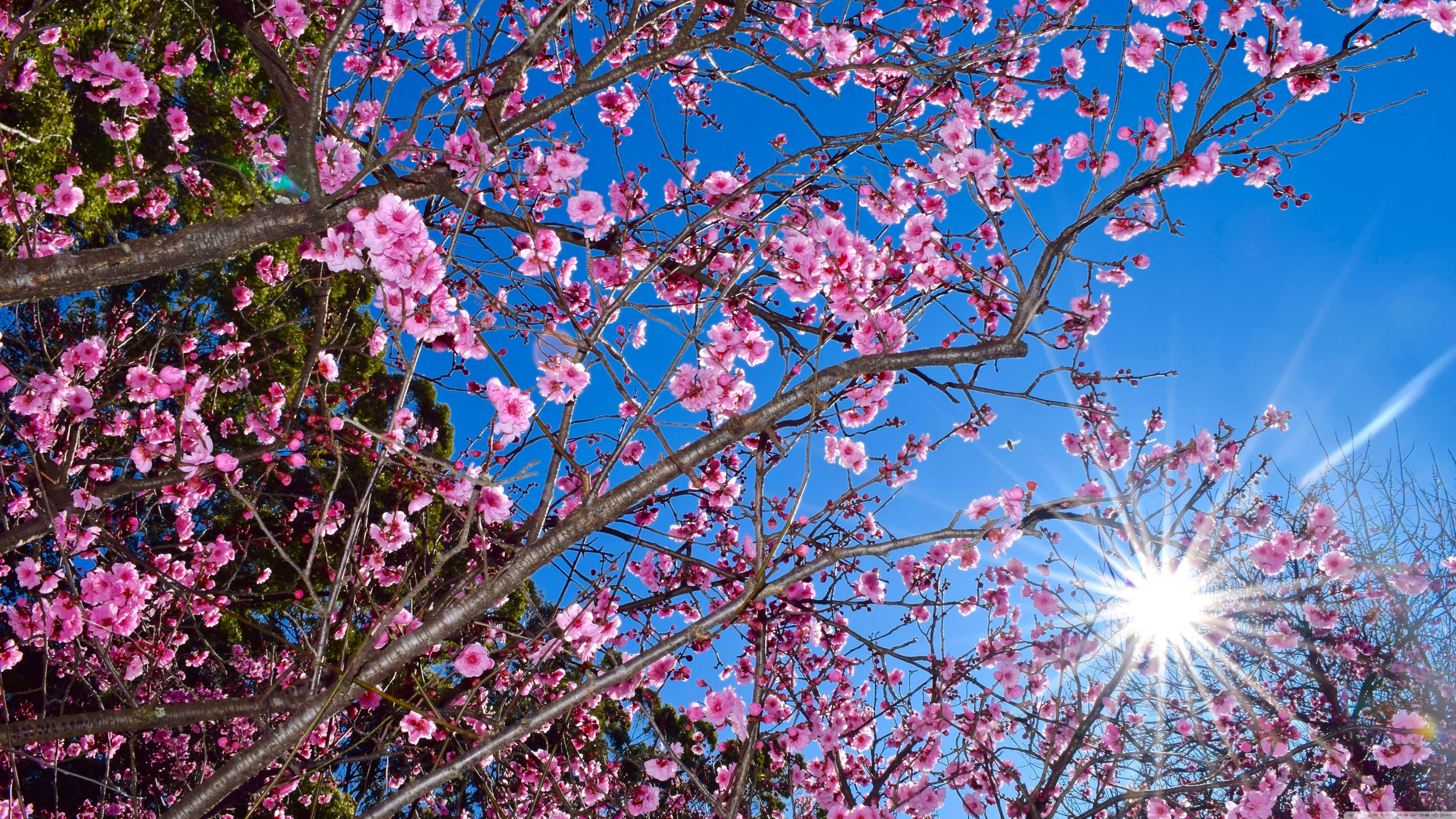 Dark Cherry Blossom, 5120 x 2880, pink cherry blossoms, 5K Desktop Wallpaper