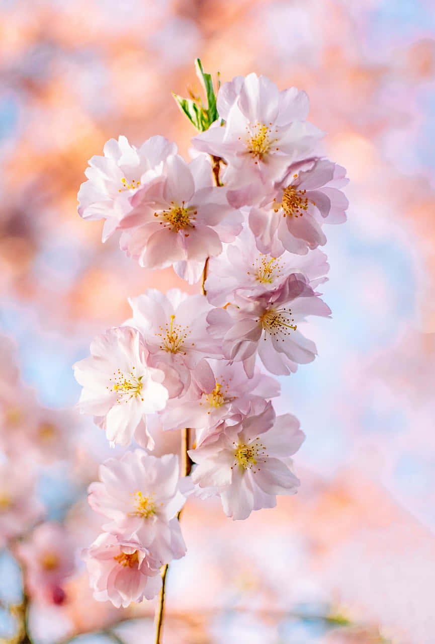 cherry blossom, pink cherry blossoms, yellow stamens, HD Phone Wallpaper