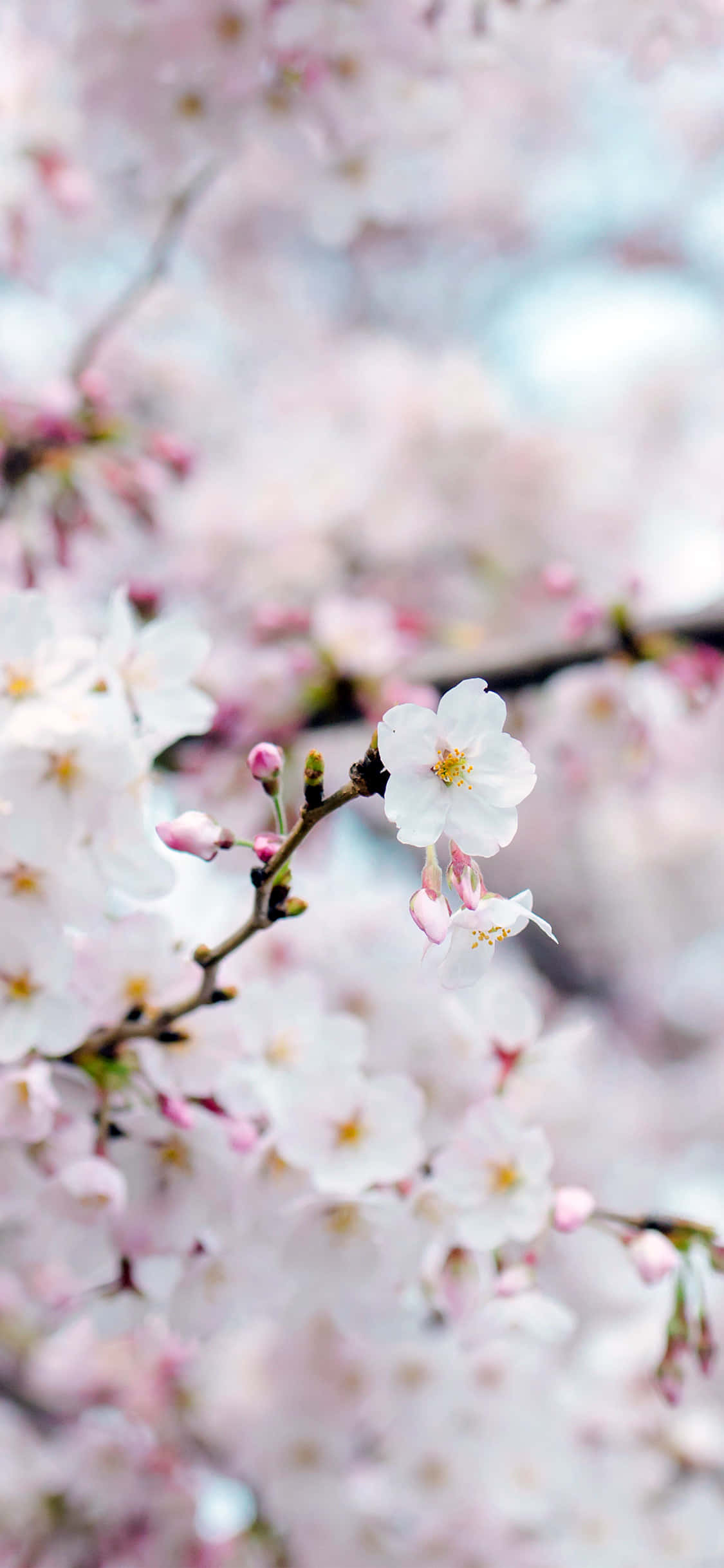 cherry blossom, soft pink, white, Full HD Phone Wallpaper