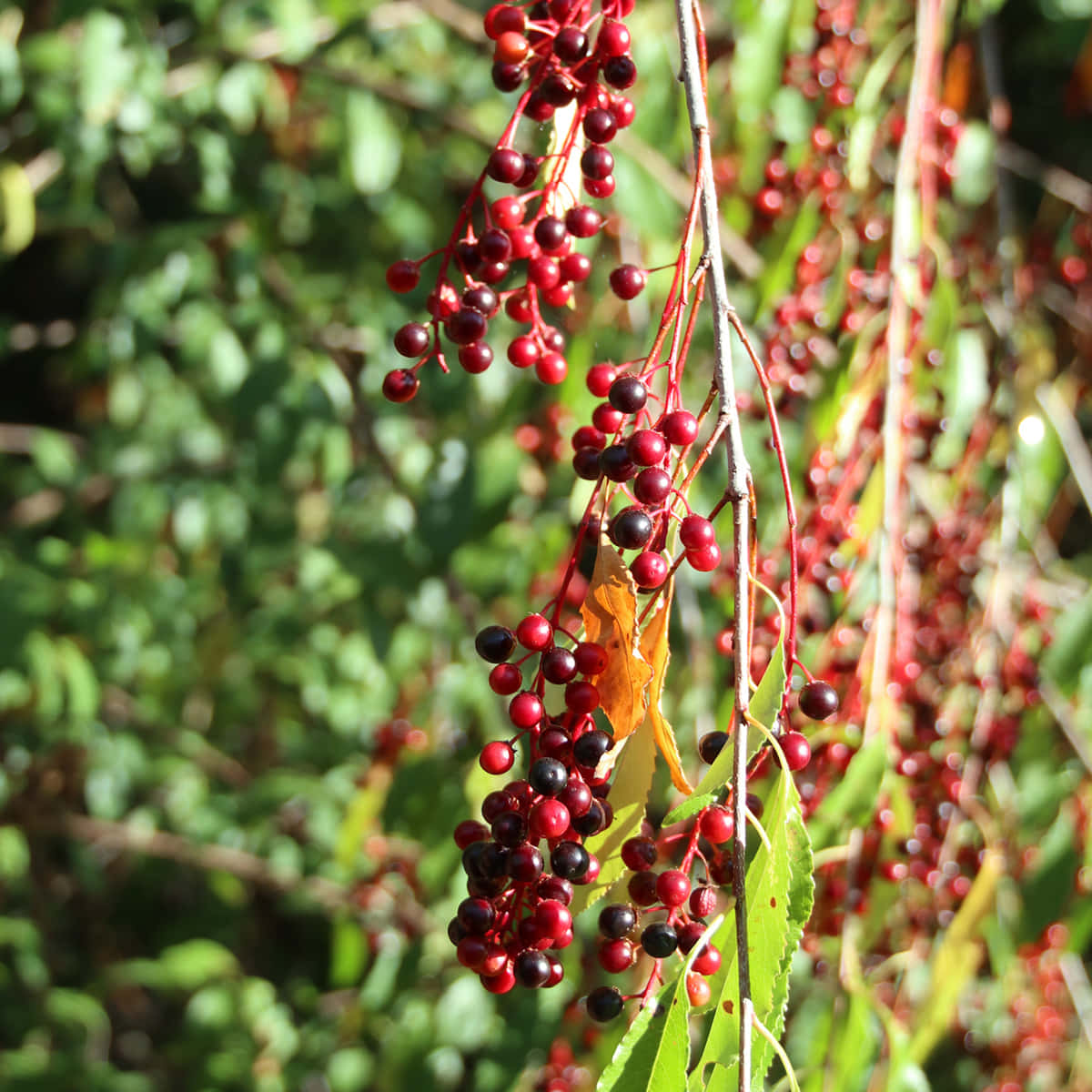 Black Cherry, glossy red, black berries, SD Desktop Wallpaper