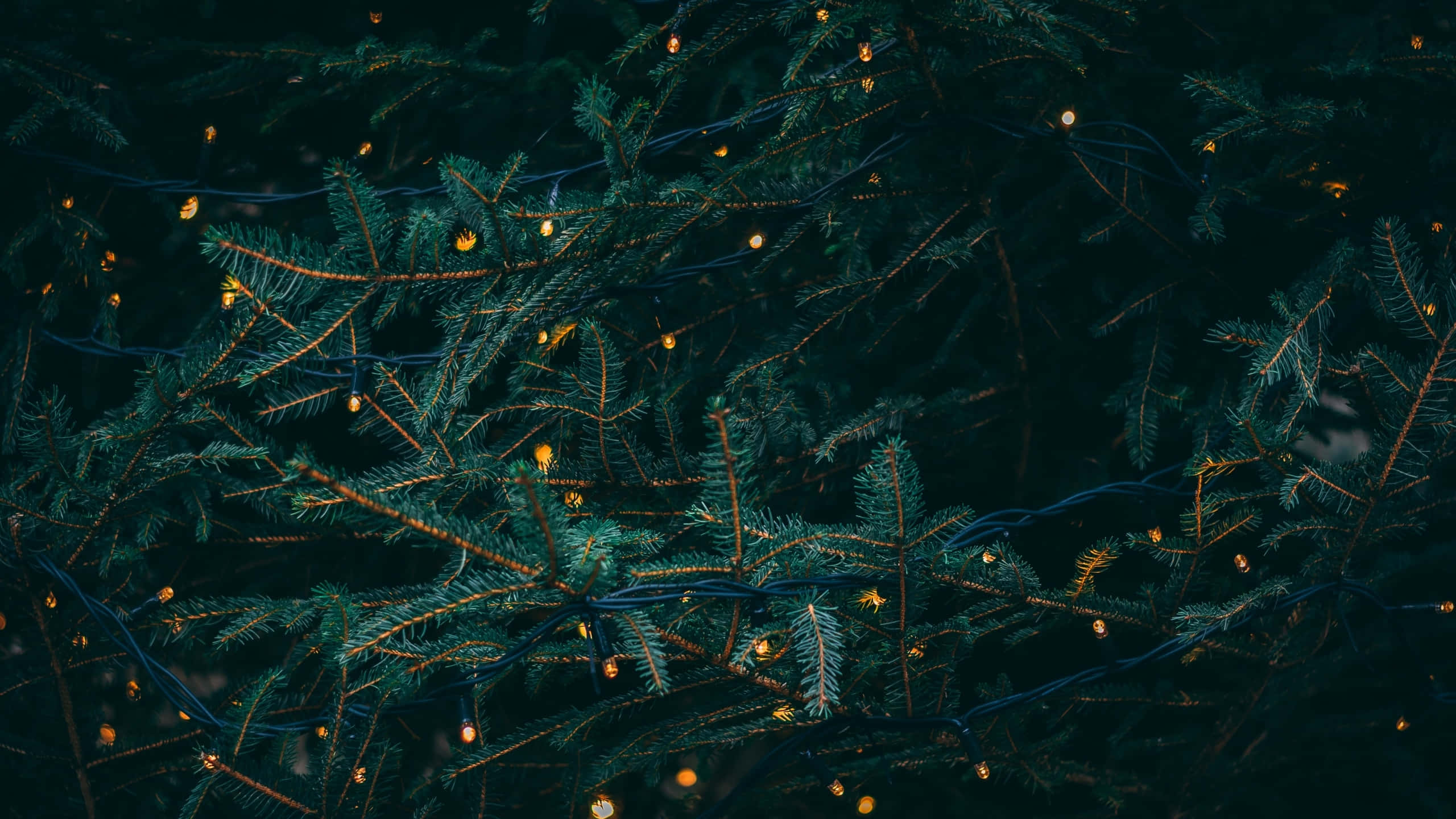 Dark Christmas Evergreenwith Lights, dark green pine branches, warm glowing string lights, 2K Desktop Wallpaper