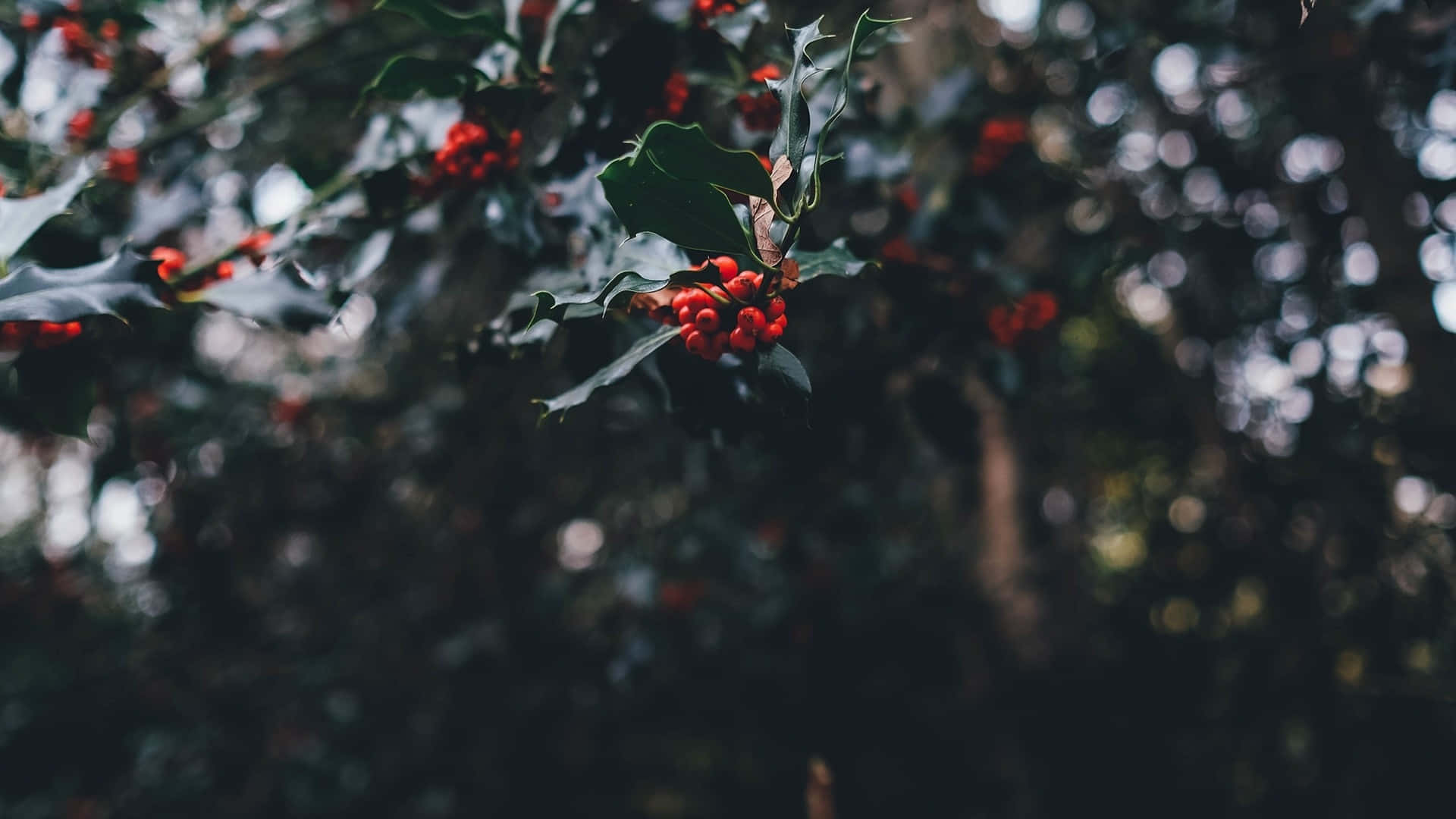 Dark Holly Berries Christmas Aesthetic, vibrant red holly berries, glossy green leaves, Full HD Desktop Wallpaper