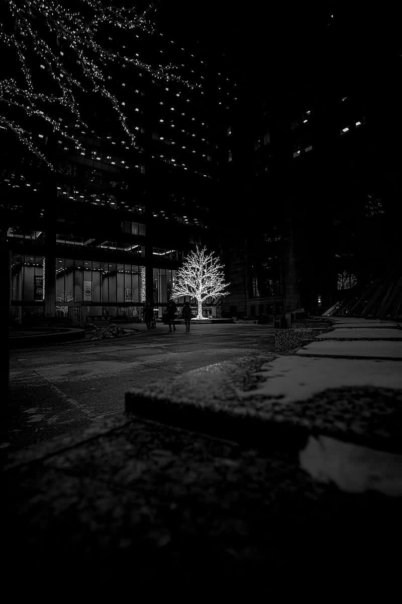 Dark Christmas Tree, urban courtyard, night, SD Phone Wallpaper