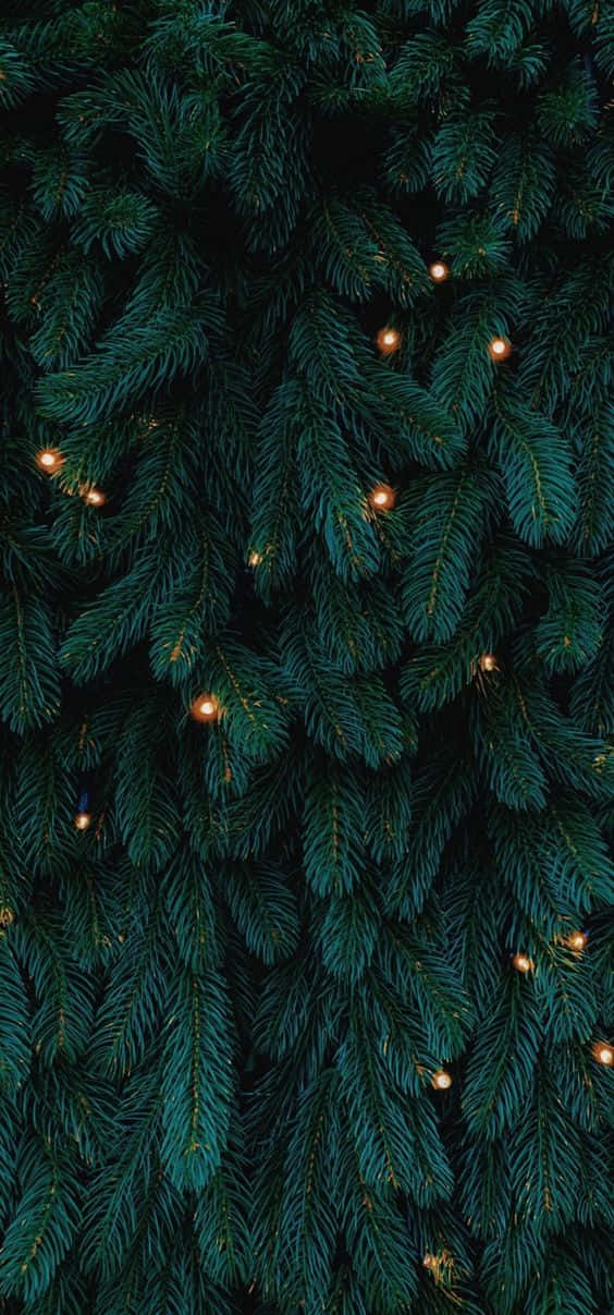 dark green, Christmas tree, pine branches, SD Phone Wallpaper