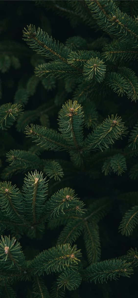 Dark Christmas, dark green pine needles, soft shadows, SD Phone Wallpaper