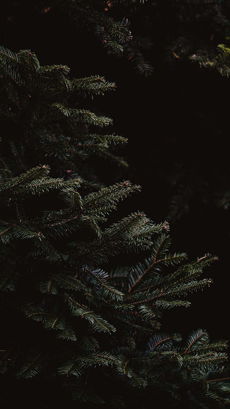 Dark Christmas, dark pine branches, deep green needles, HD Phone Wallpaper