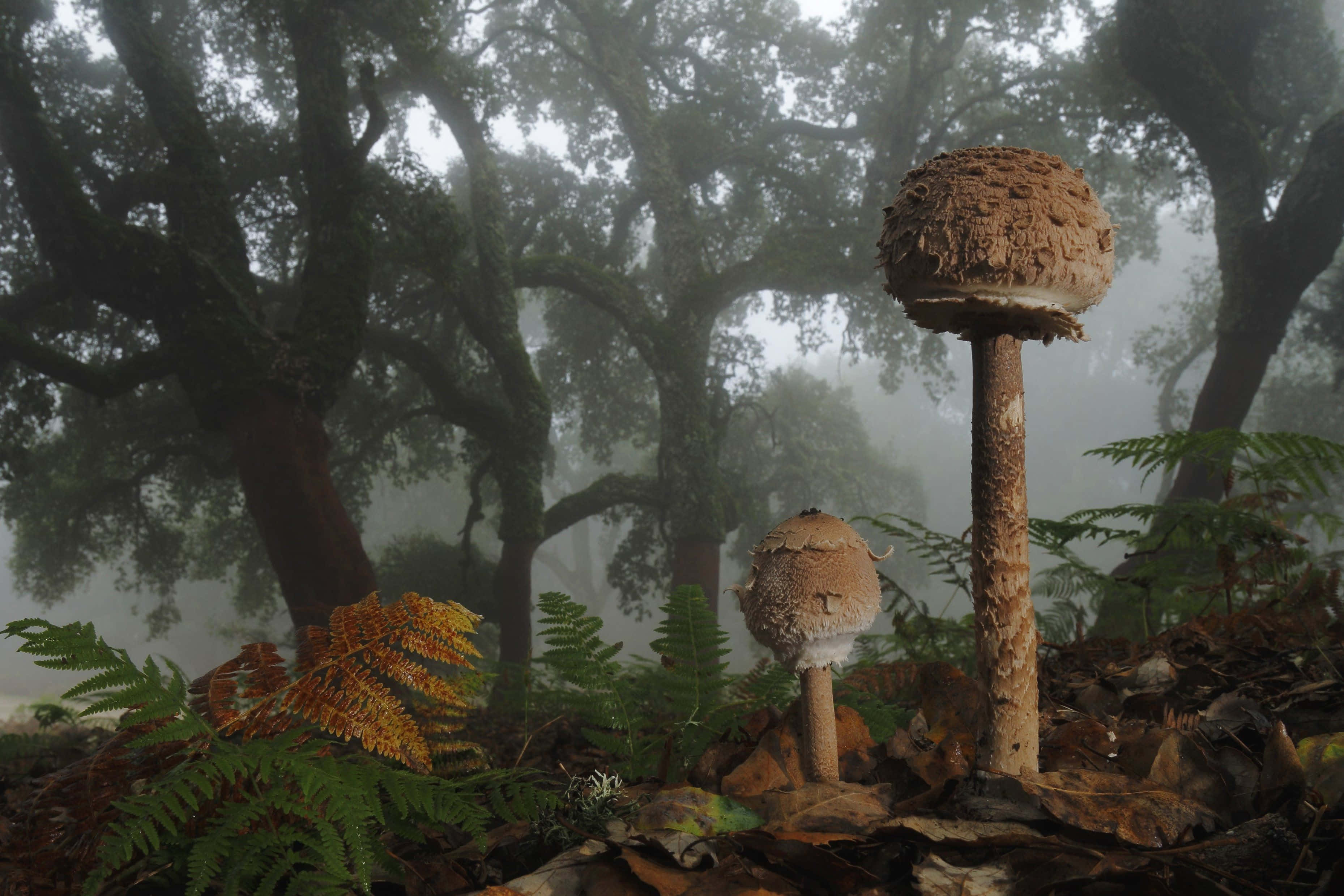 mystical forest, mushrooms, fog, 2K Desktop Wallpaper
