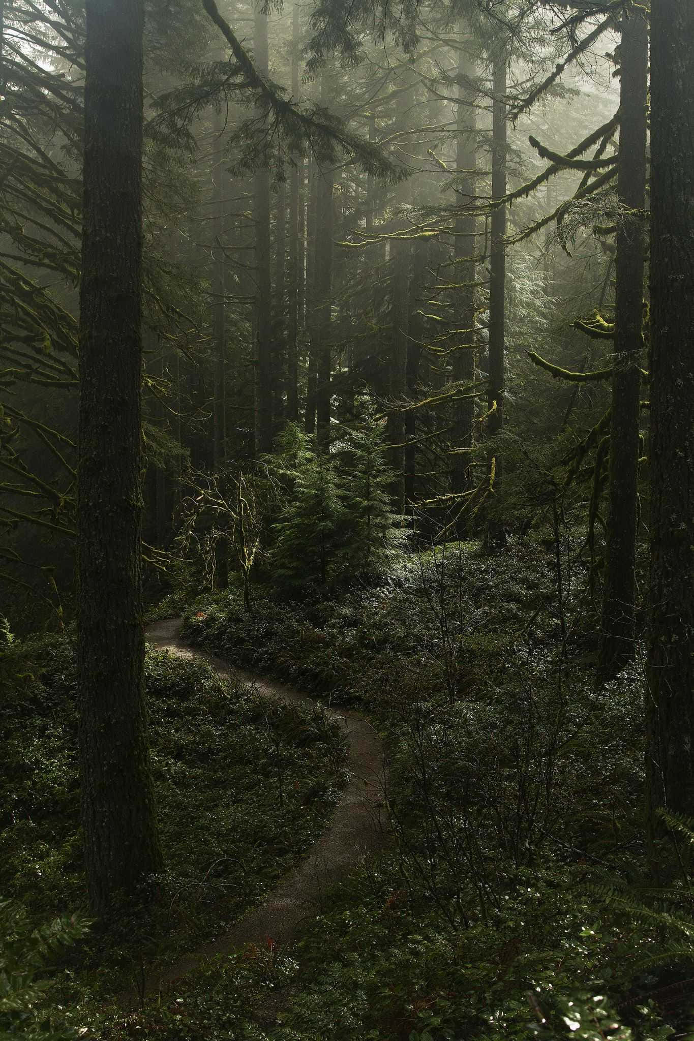 mystical forest path, dirt path, misty dense forest, Full HD Phone Wallpaper