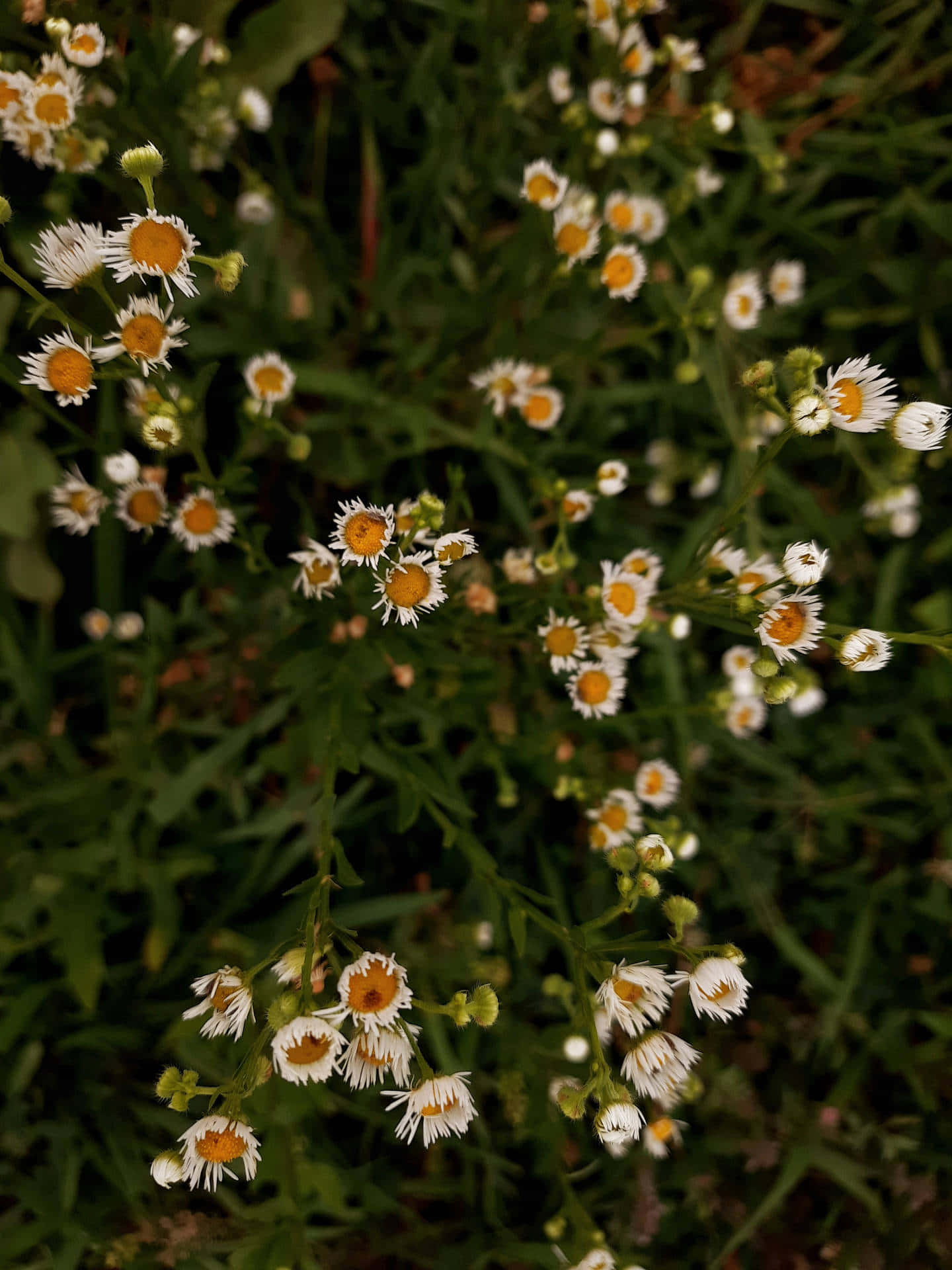 Dark Cottagecore Floral Whispers, white daisies, bright yellow centers, Full HD Phone Wallpaper
