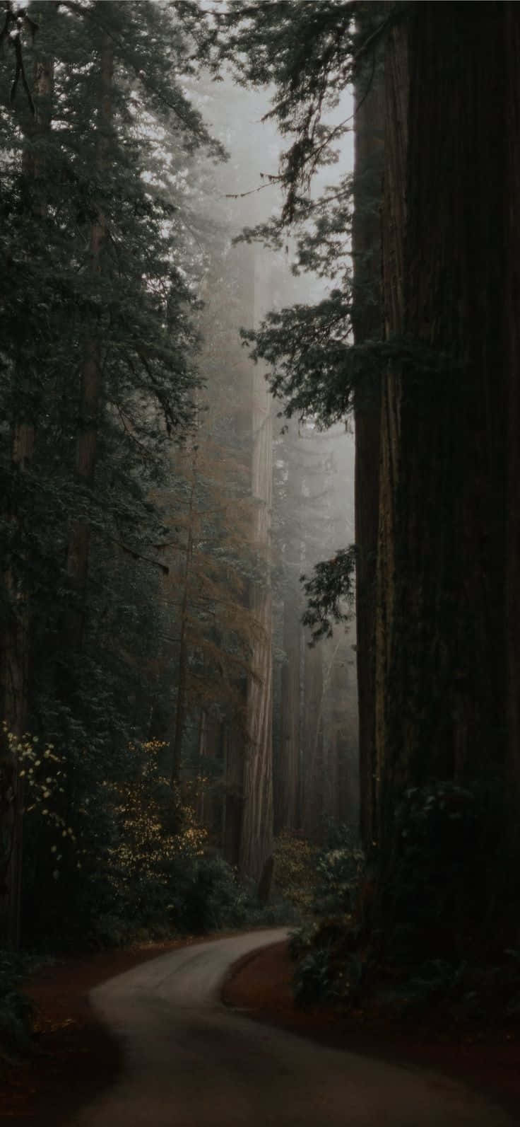 misty forest path, redwood forest, towering trees, HD Phone Wallpaper