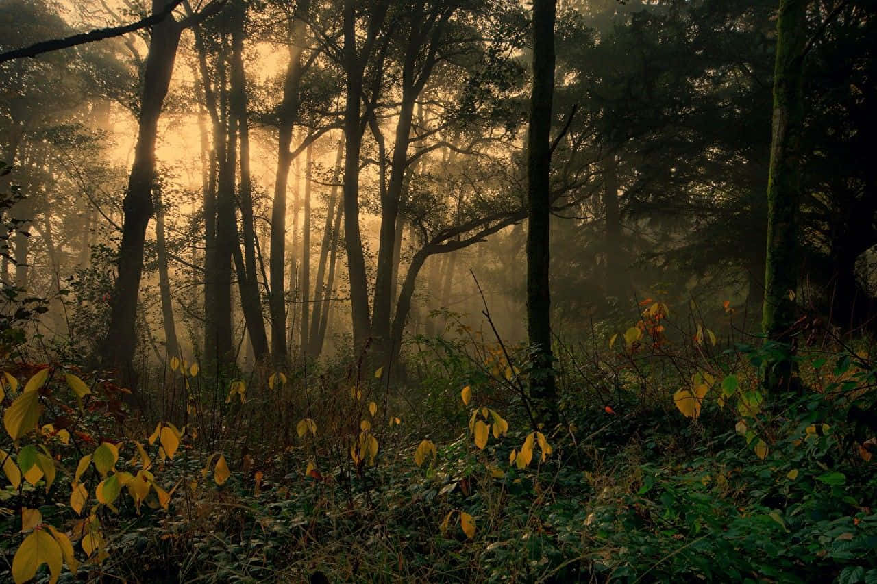 mystical forest, morning glow, golden sunlight, HD Desktop Wallpaper