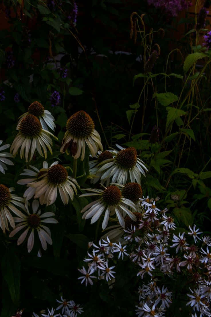 Dark Cottagecore, echinacea flowers, white coneflowers, SD Phone Wallpaper