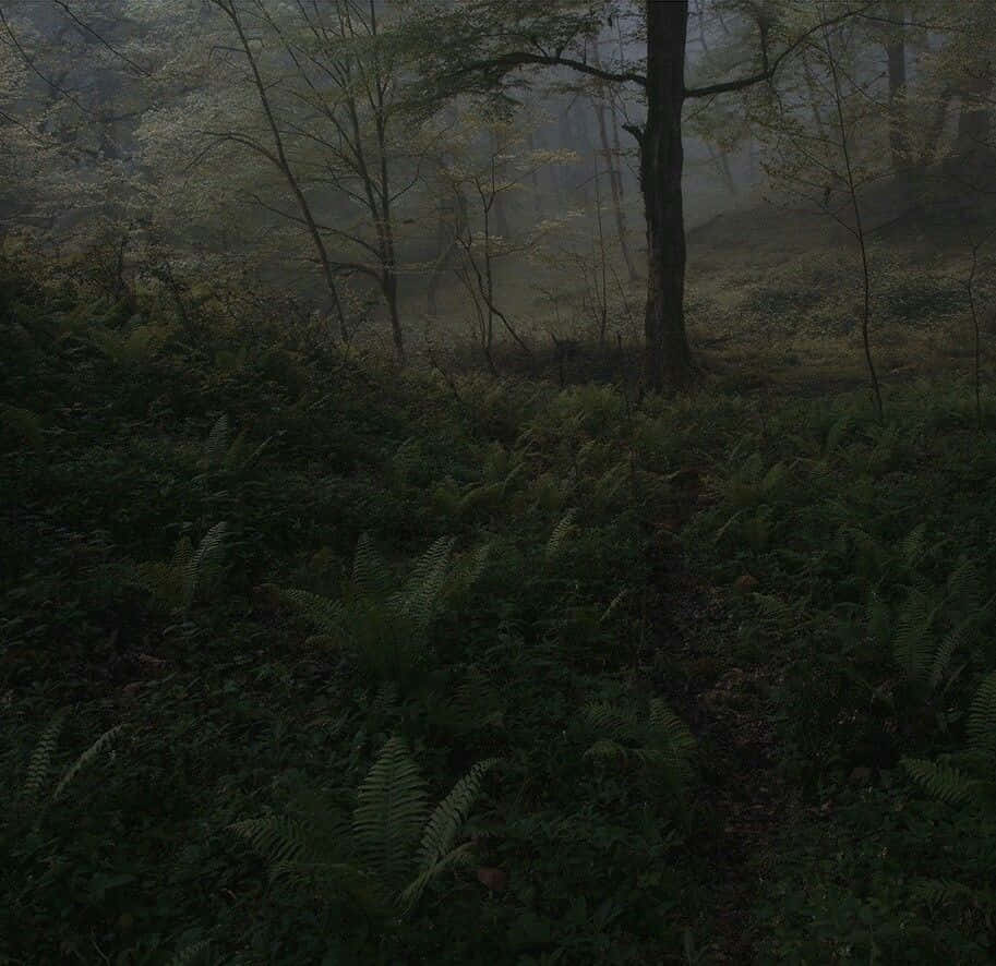 misty forest path, dark cottagecore, dense ferns, SD Desktop Wallpaper
