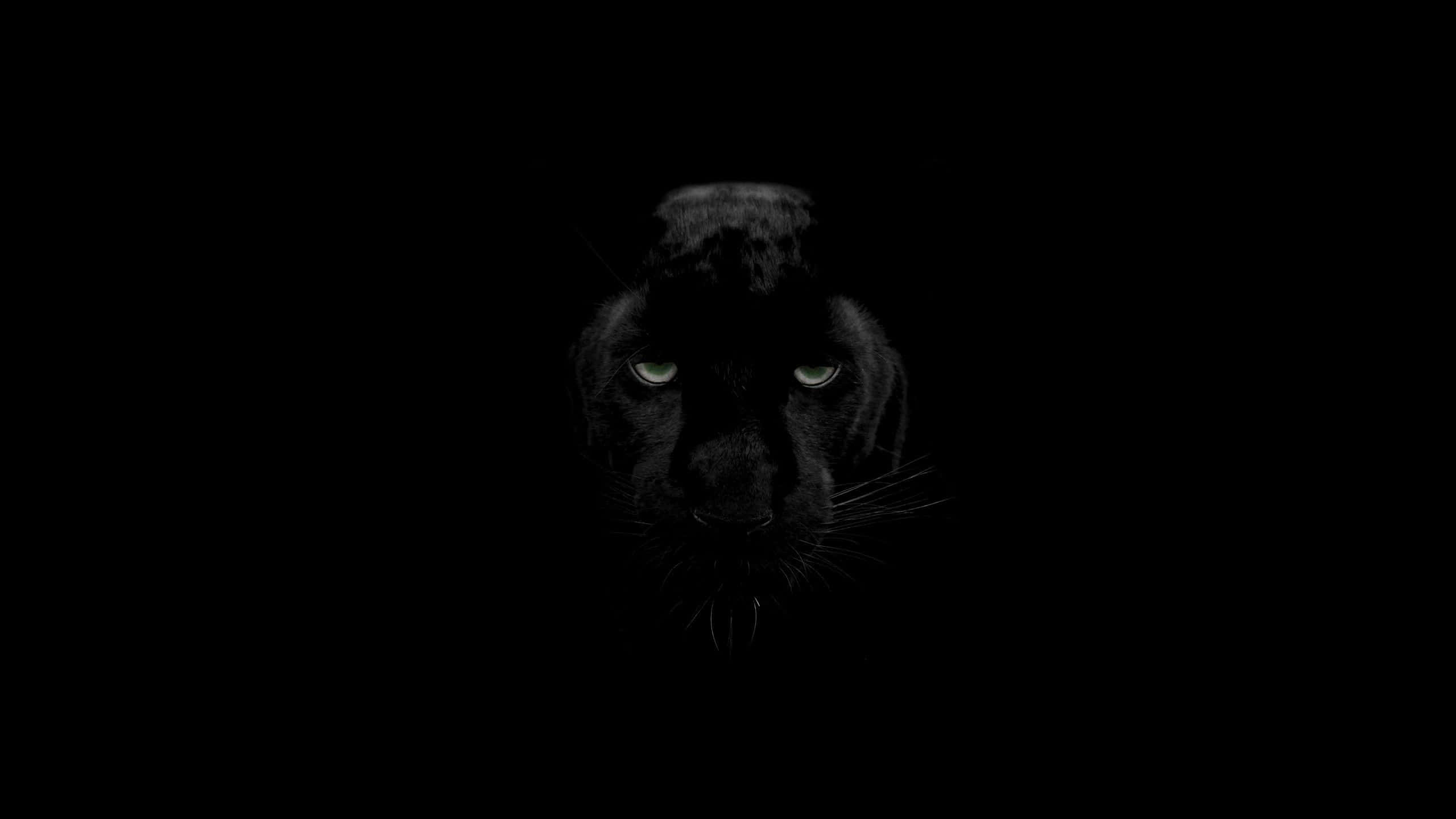 black panther, glowing eyes, darkness, 2K Desktop Wallpaper