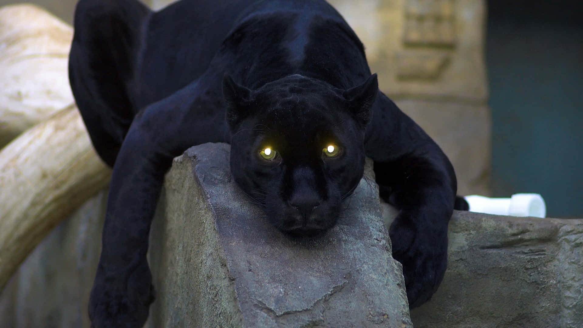 black panther, glowing yellow eyes, stone ledge, Full HD Desktop Wallpaper