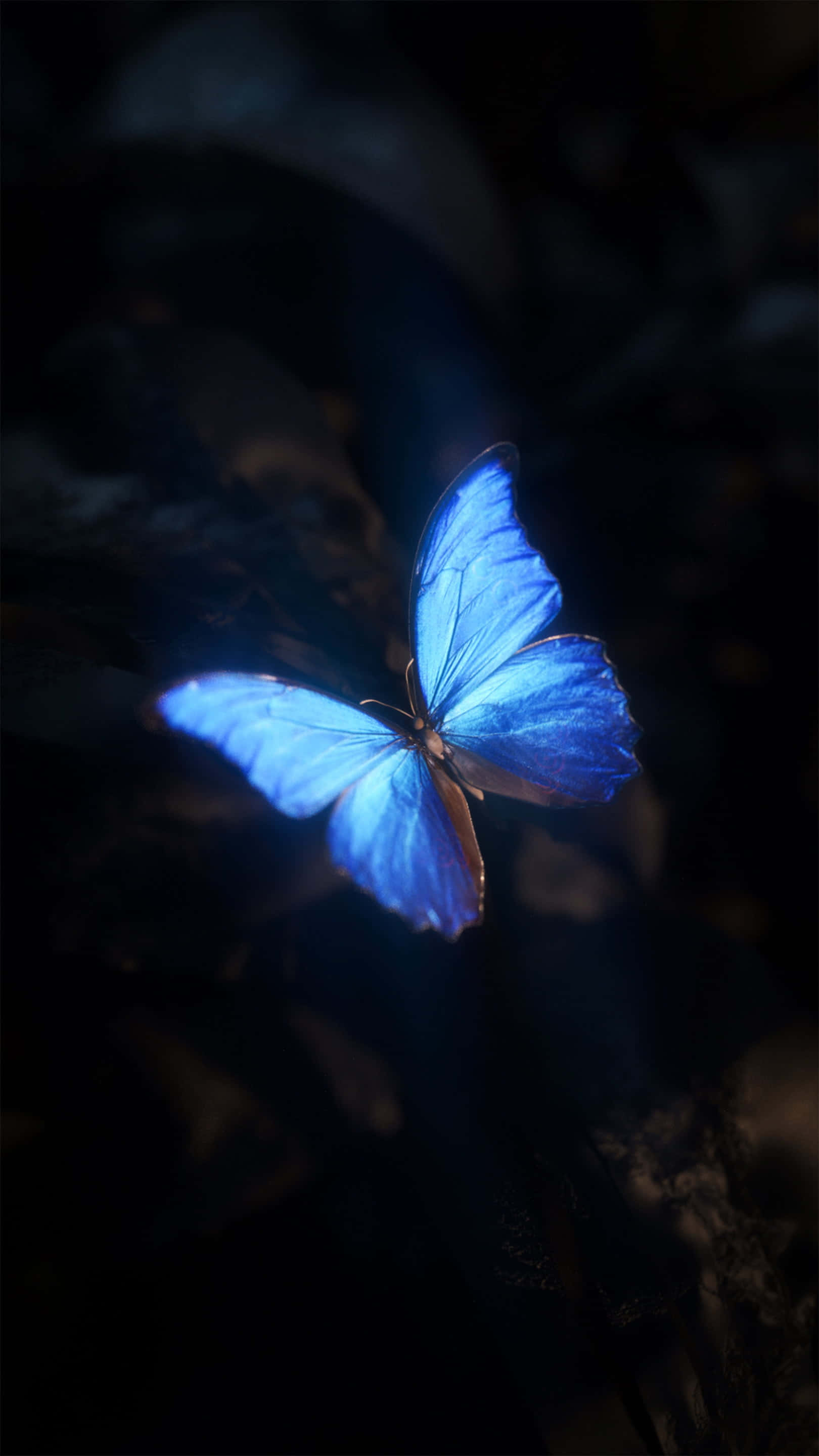 blue morpho butterfly, dark blurred forest floor, soft backlighting, 2K Phone Wallpaper