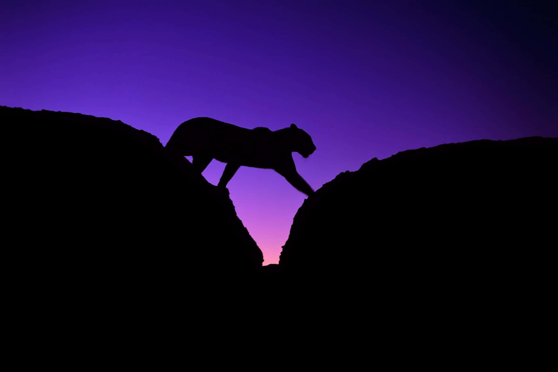jaguar silhouette, rocky ridge, vibrant purple twilight sky, Full HD Desktop Wallpaper