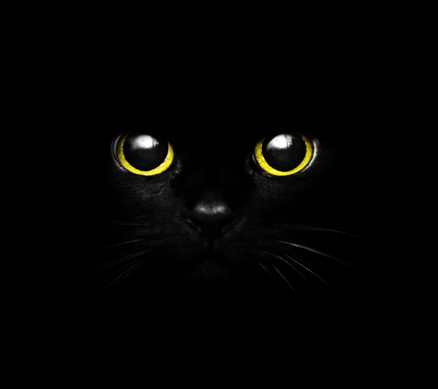 black cat, glowing yellow eyes, face emerges from darkness, HD Desktop Wallpaper