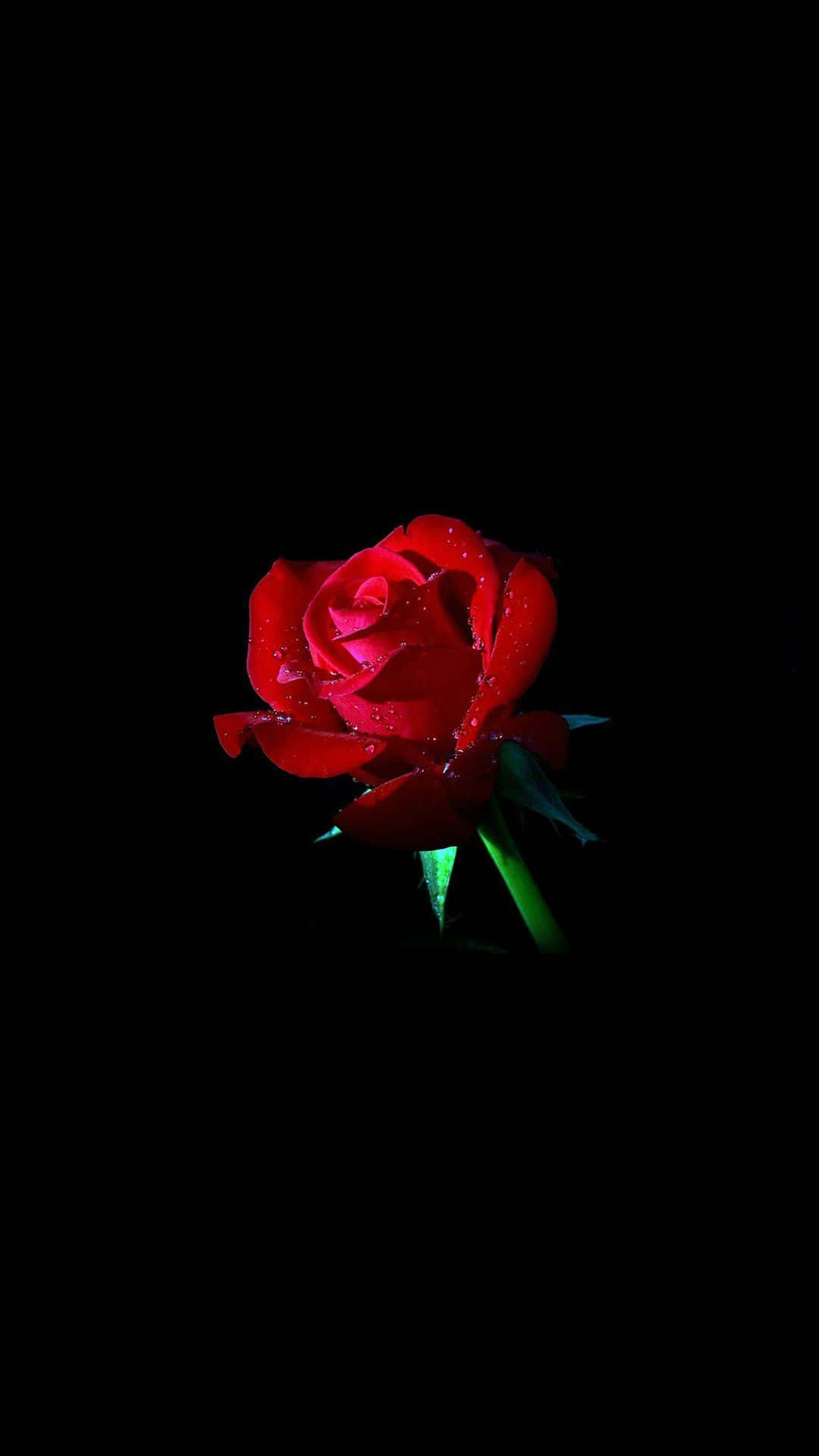 Dark Cute iPad, vibrant red rose, dew drops, Full HD Phone Wallpaper