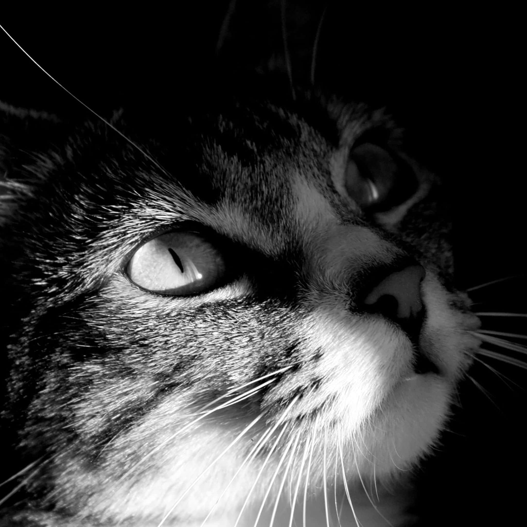tabby cat, intense eyes, black and white, Full HD Desktop Wallpaper