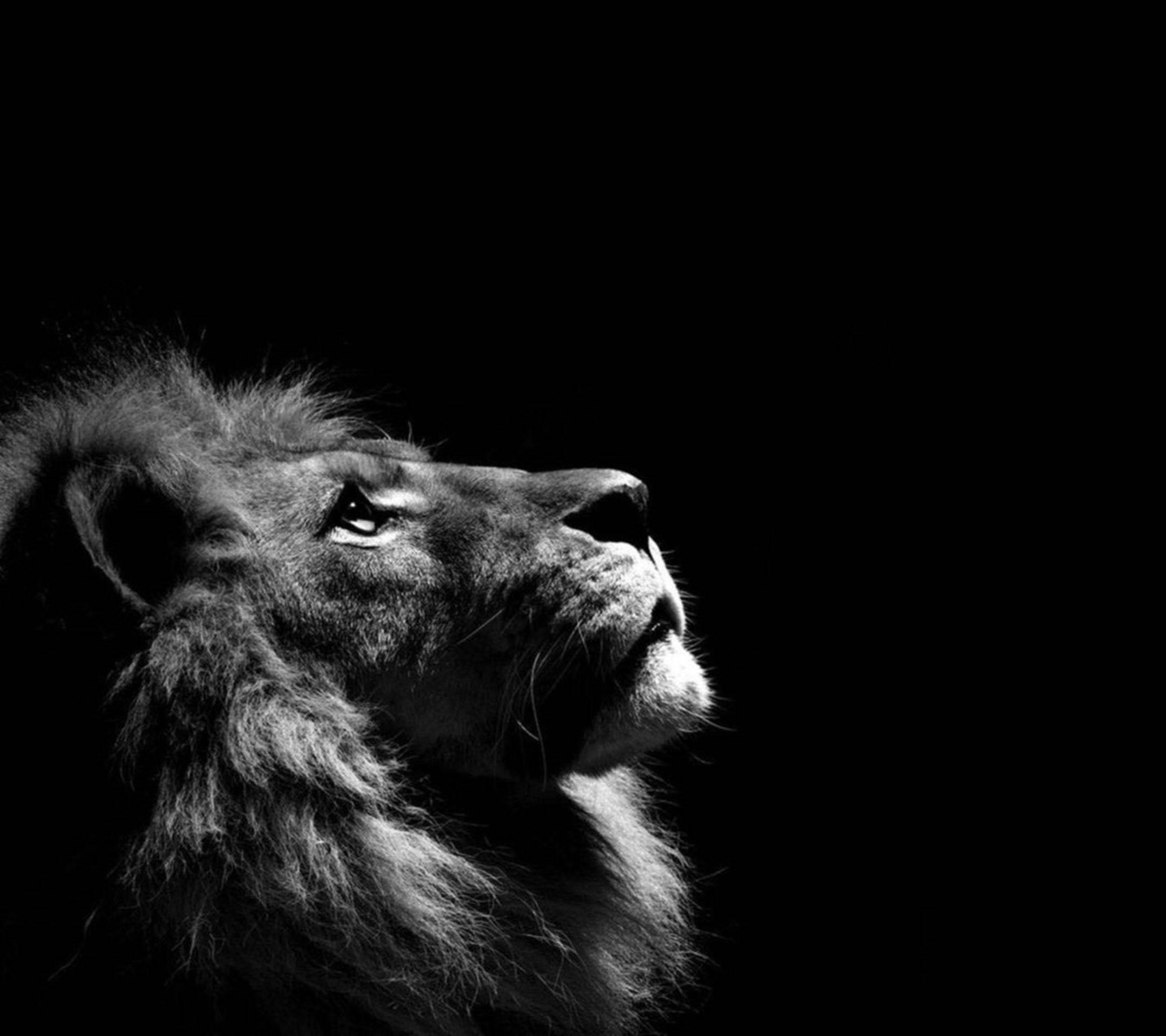 black and white lion laptop, lion's head, dramatic black and white, Full HD Desktop Wallpaper