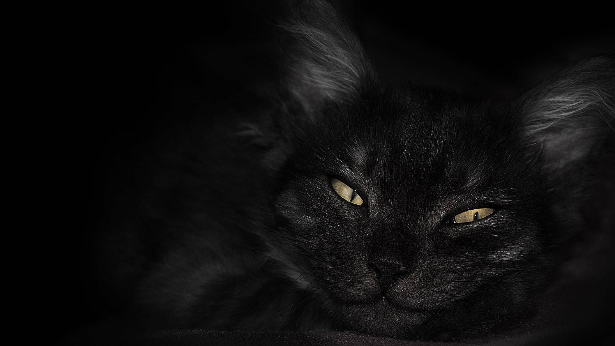 black cat, yellow eyes, golden eyes, Full HD Desktop Wallpaper