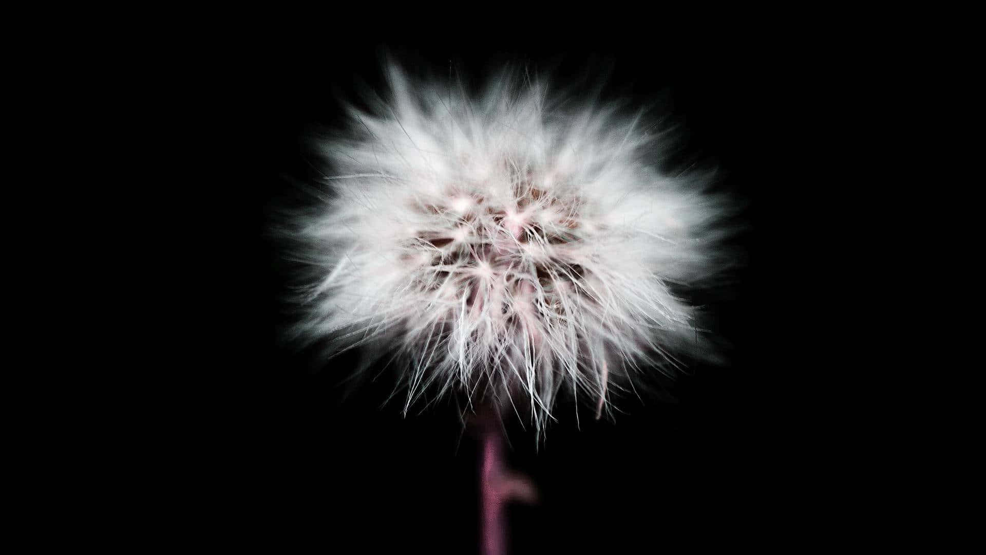 Dark Cute, dandelion, white parts, Full HD Desktop Wallpaper