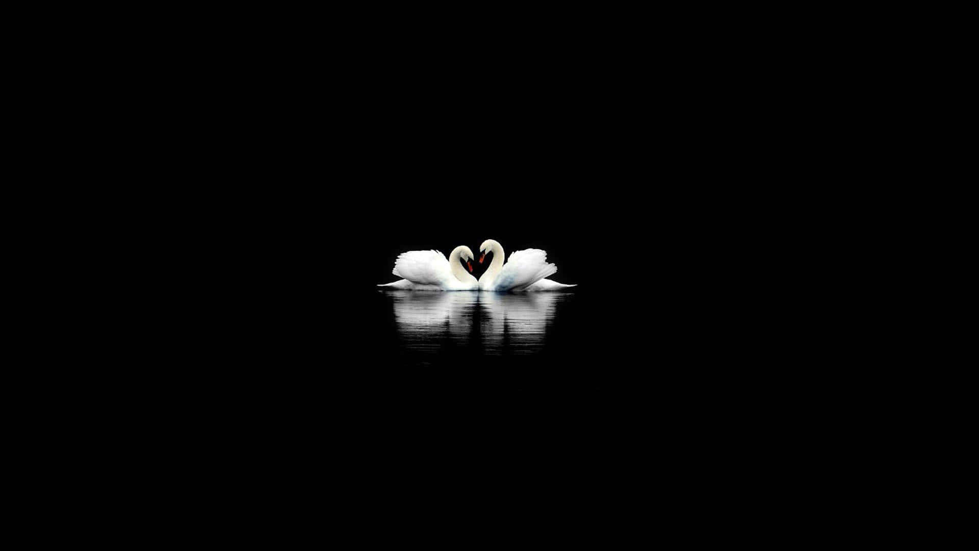 Dark Cute, swan, water reflection, Full HD Desktop Wallpaper