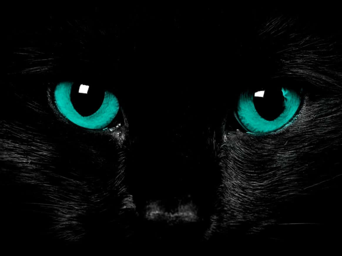 dark cute, black cat, glowing turquoise eyes, SD Desktop Wallpaper