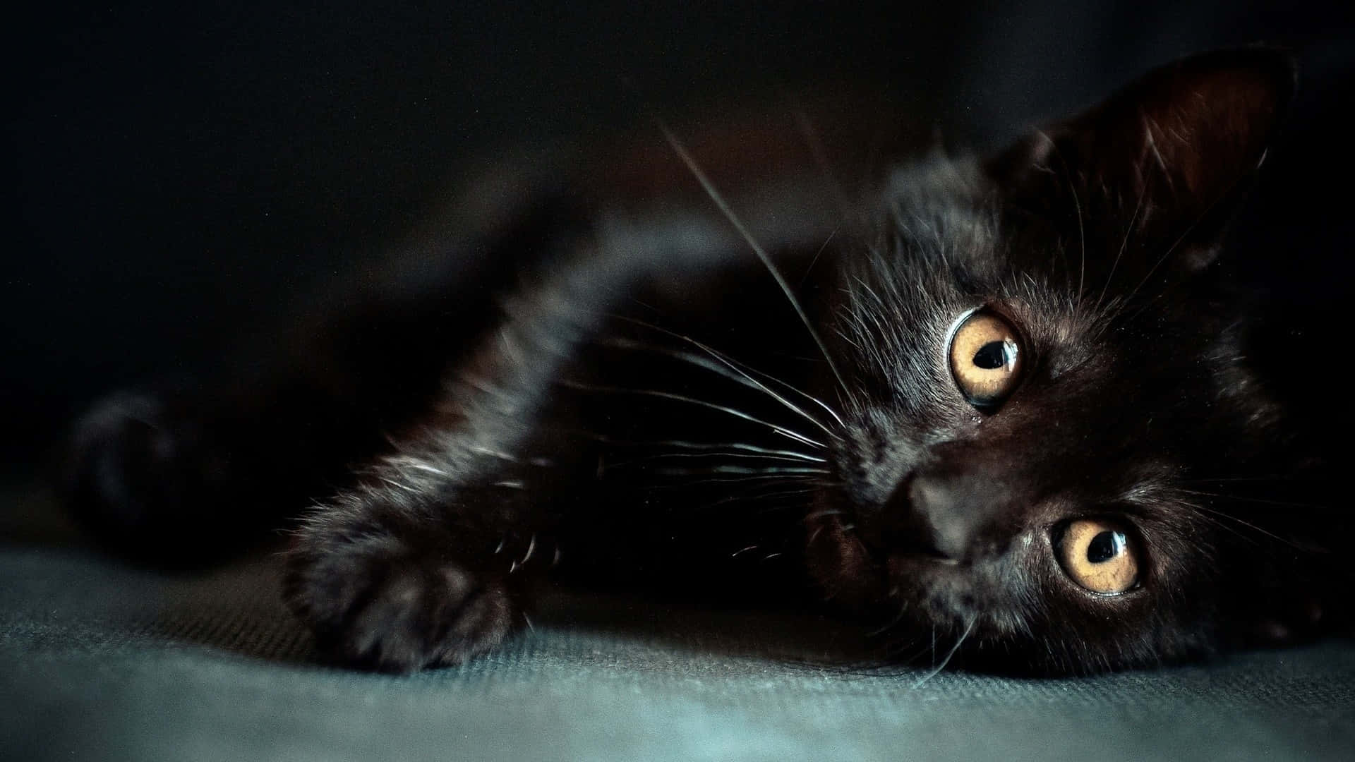 Dark Cute, black cat, glowing amber eyes, Full HD Desktop Wallpaper