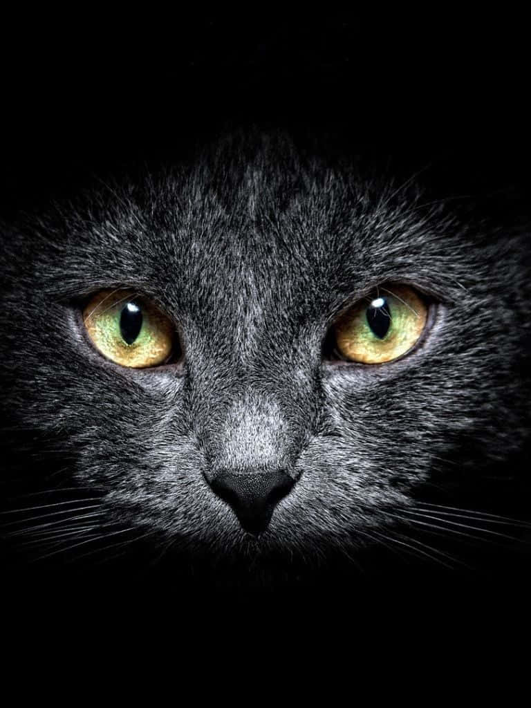 Dark Cute, iPad, black cat, SD Phone Wallpaper