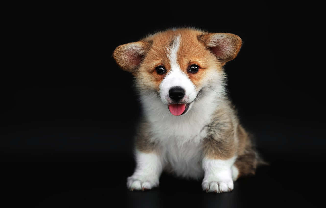 corgi puppy, brown and white fur, tongue out, HD Desktop Wallpaper