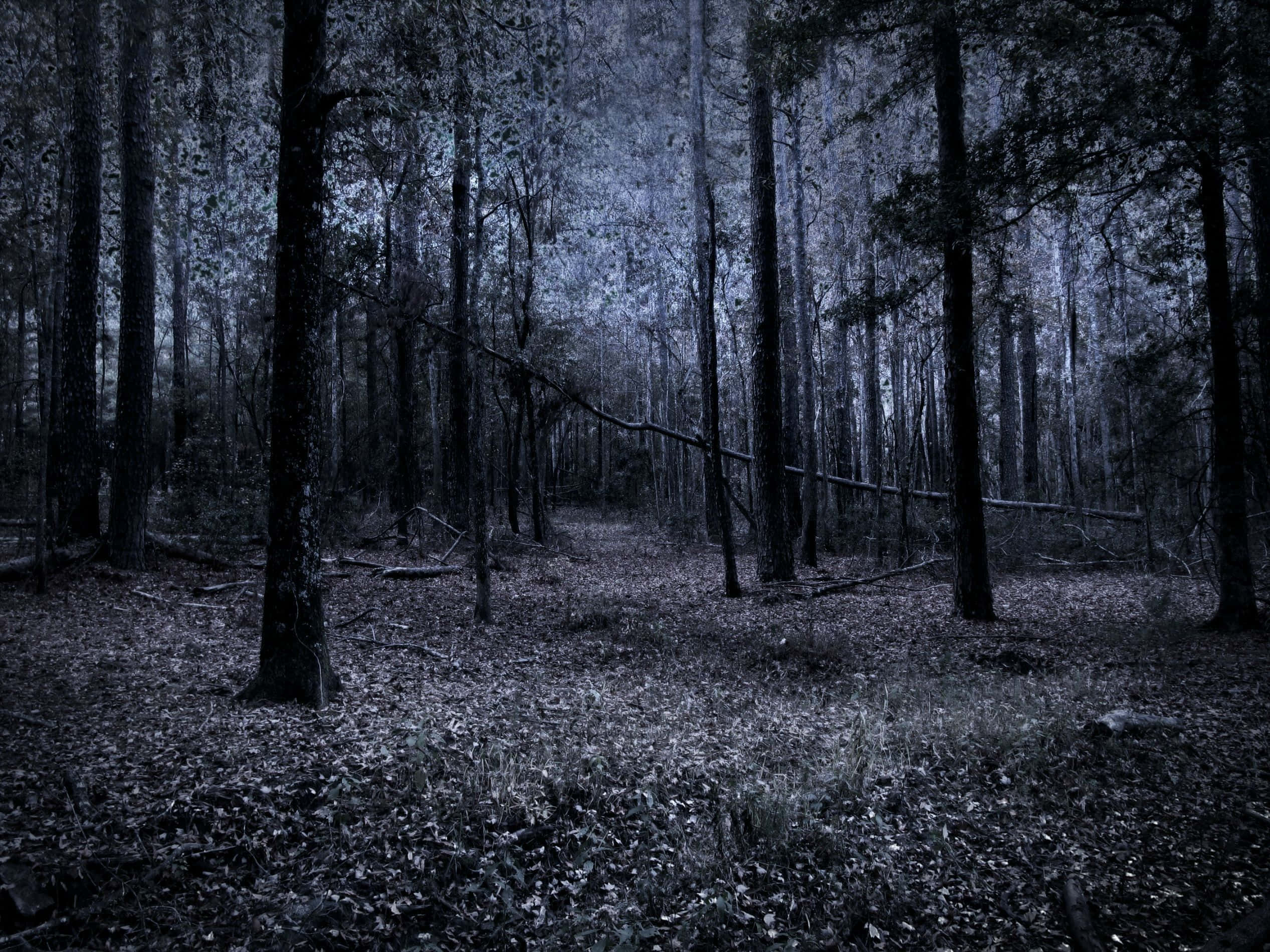 dark forest, night, tall trees, Full HD Desktop Wallpaper