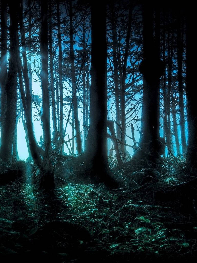 Dark Mystery Forest, night, tall trees, SD Phone Wallpaper