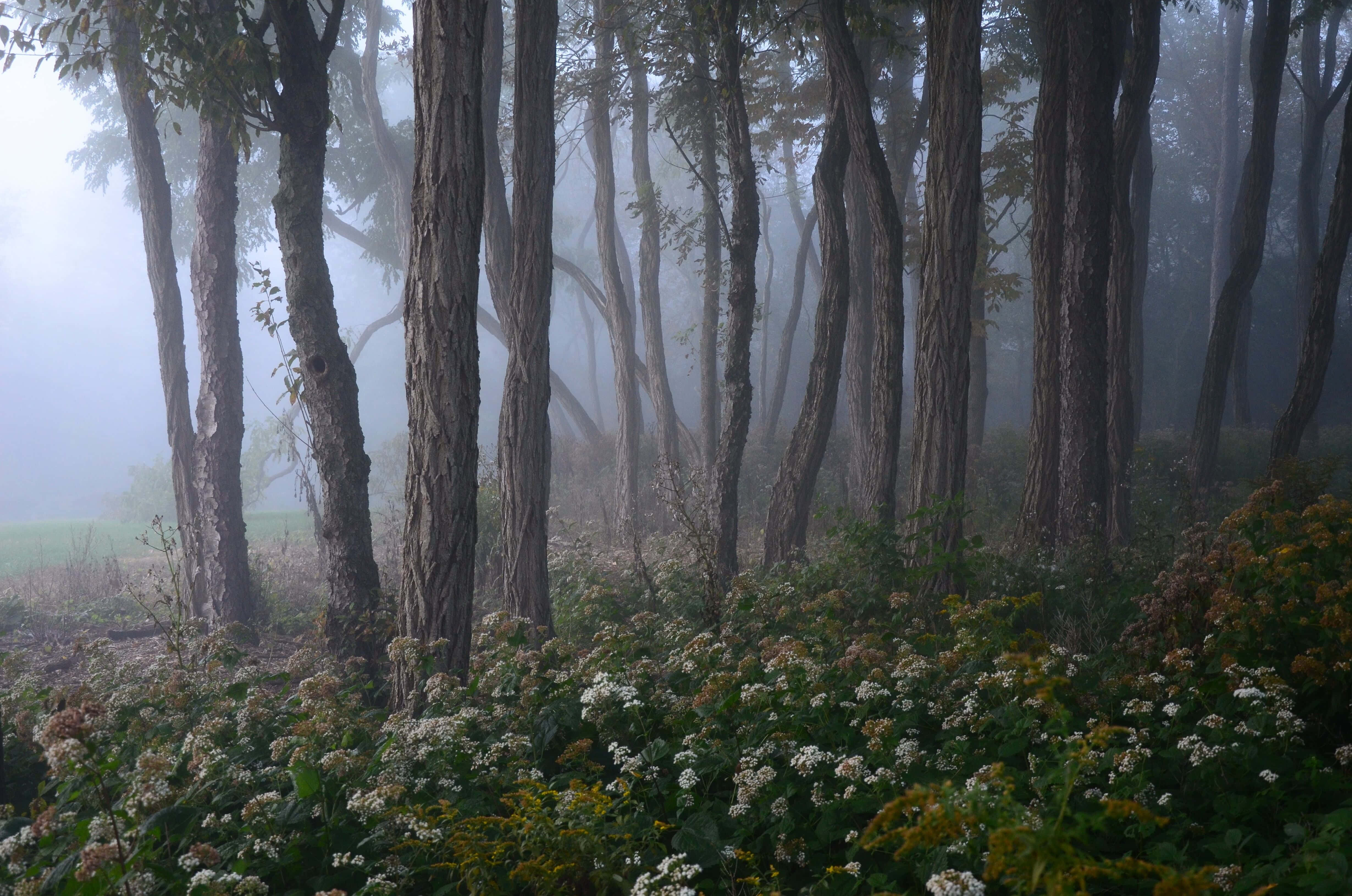 mystical foggy forest path, tall trees, textured bark, 4K Desktop Wallpaper