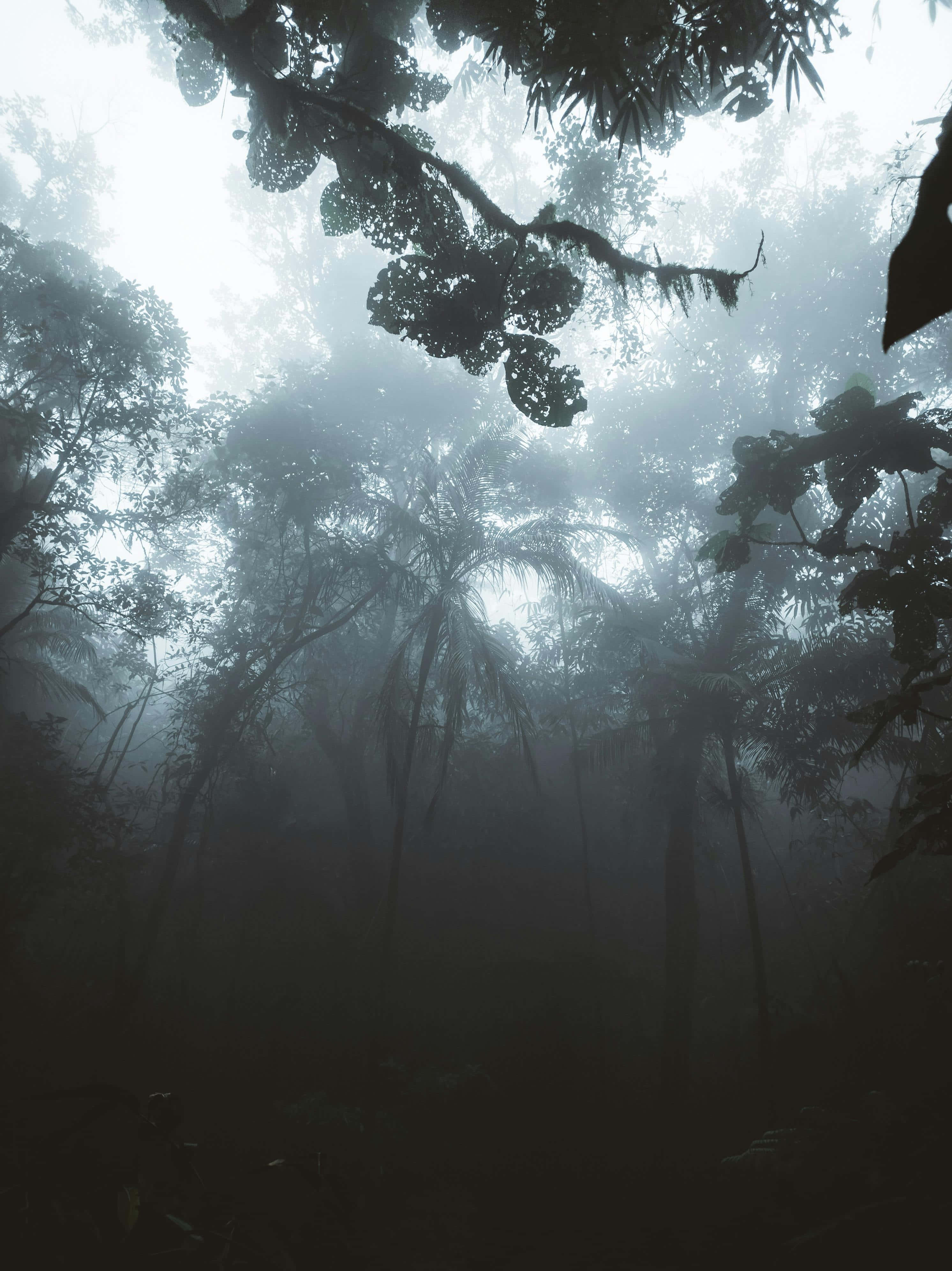 mystical forest fog, misty jungle canopy, silhouetted trees, 4K Phone Wallpaper