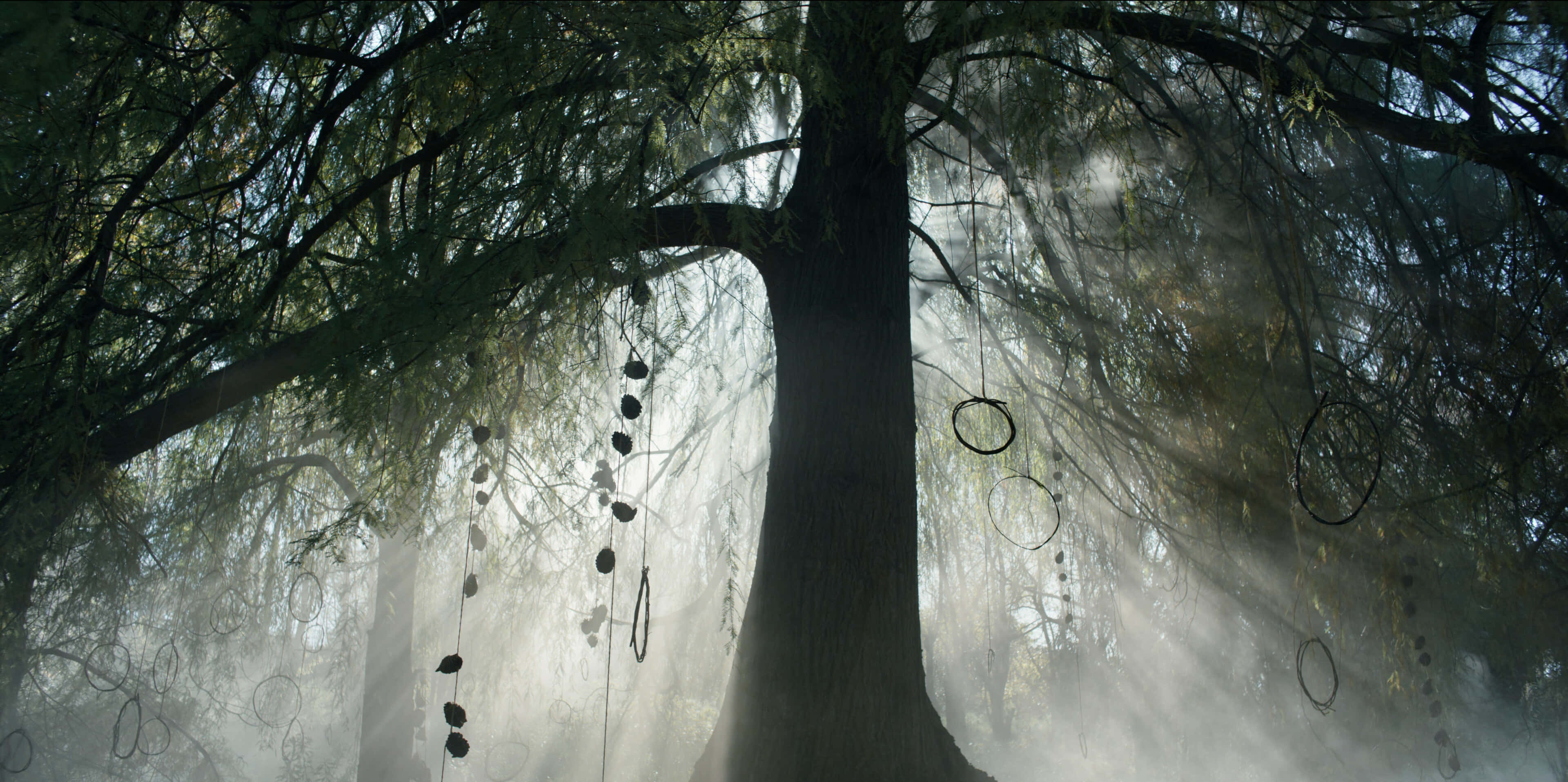 enchanted forest, mystical morning, misty forest light, 4K Desktop Wallpaper