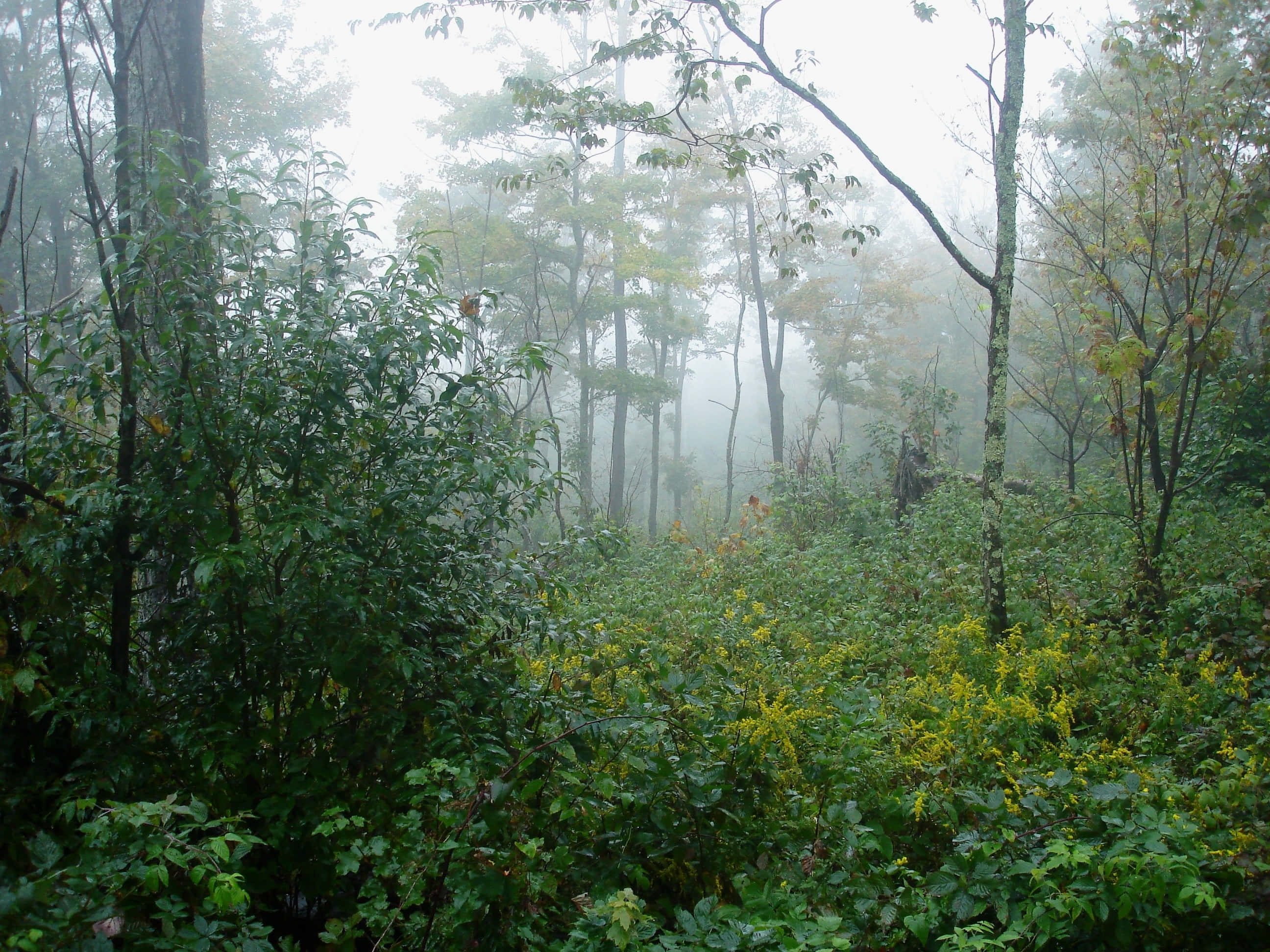 Misty Forest Fairycore Aesthetic, tall trees, green bushes, 2K Desktop Wallpaper