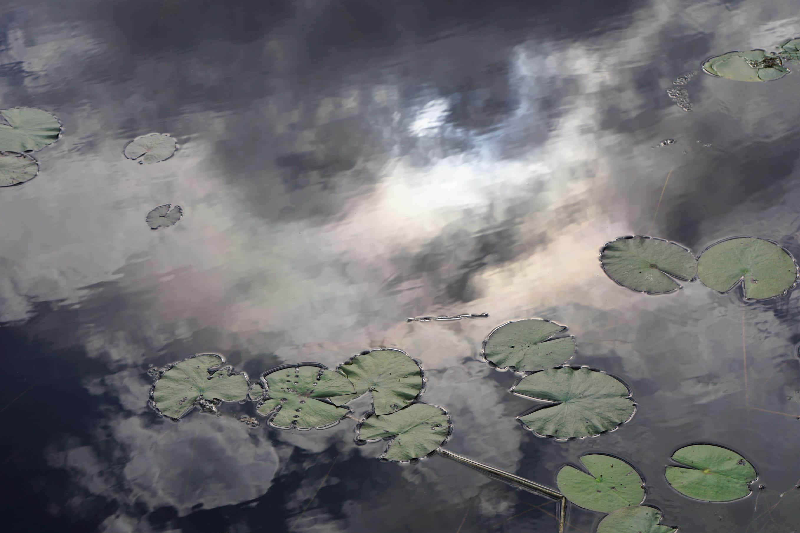 mystic lily pads, dark water, stormy clouds, 2K Desktop Wallpaper