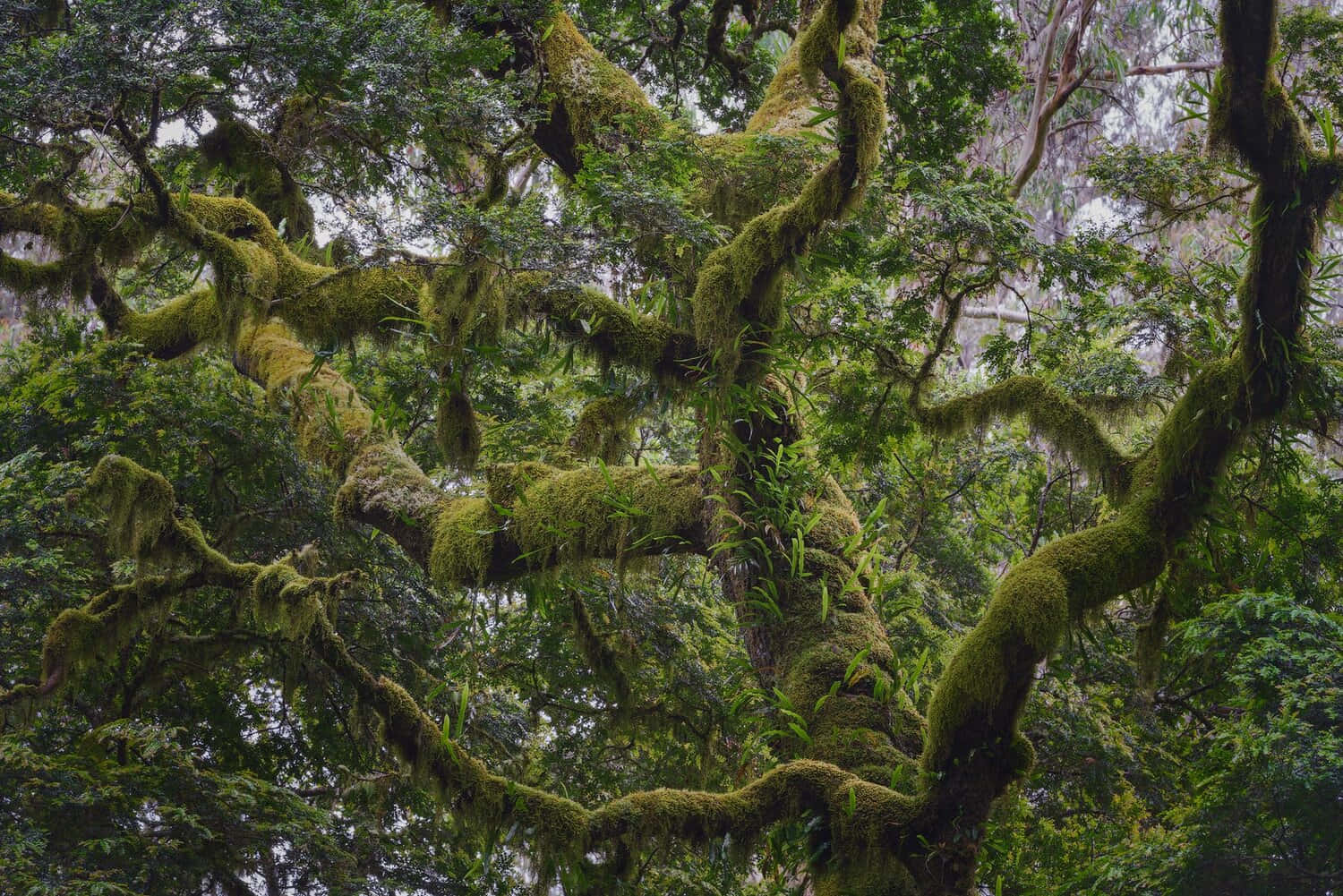 enchanted mossy forest, ancient tree branches, vibrant green moss, HD Desktop Wallpaper