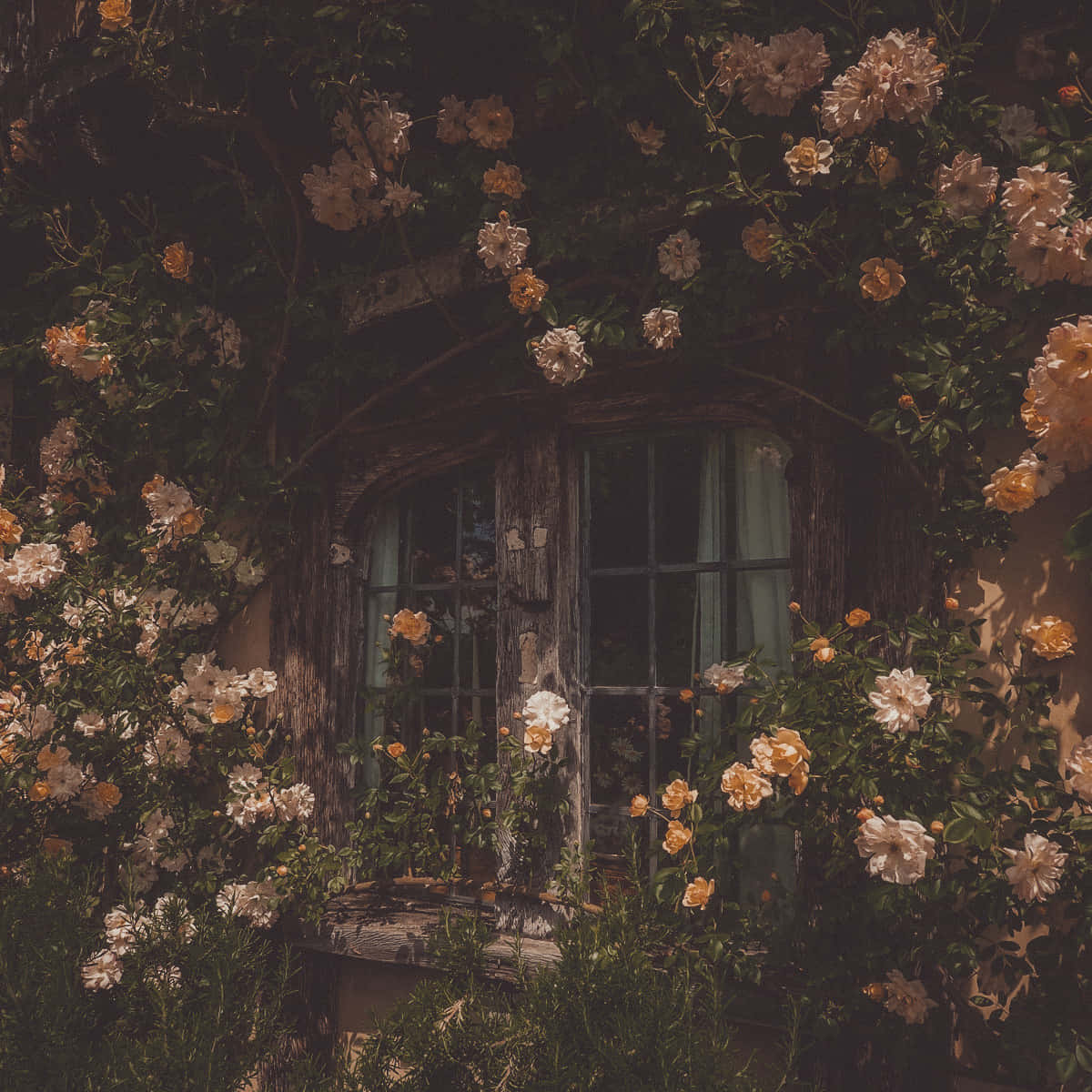 enchanted rose, cottage window, lush climbing roses, SD Desktop Wallpaper
