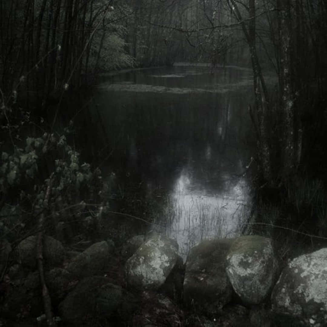 mystical forest pond, bare trees, mossy rocks, SD Desktop Wallpaper