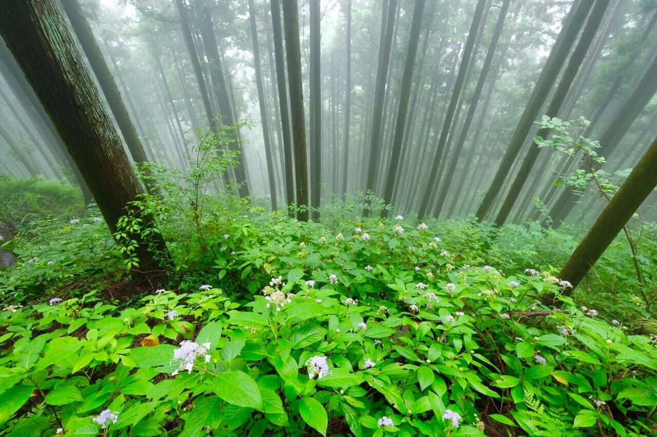 mystical foggy forest, tall slender trees, lush green hydrangeas, HD Desktop Wallpaper