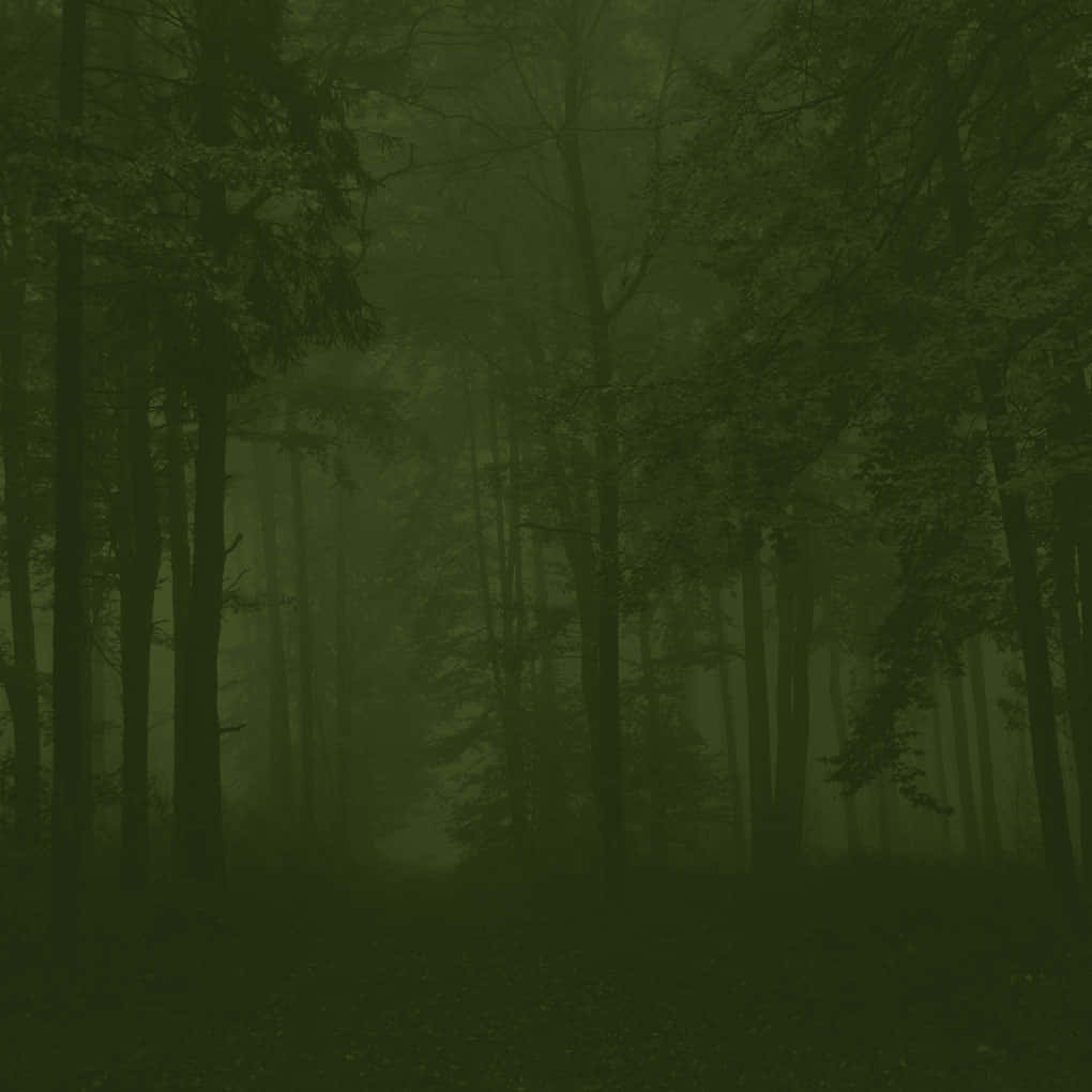 mystical forest, thick green mist, tall trees, SD Desktop Wallpaper