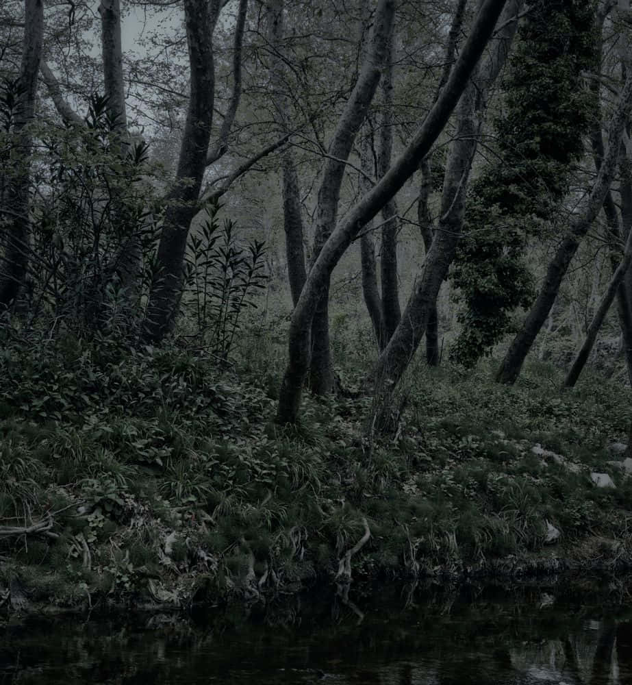 enchanted nocturnal forest scene, misty forest, gnarled trees, SD Phone Wallpaper